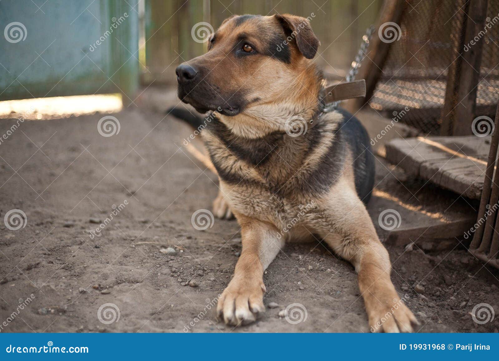 A Dog On A Chain Royalty Free Stock Photos - Image: 19931968
