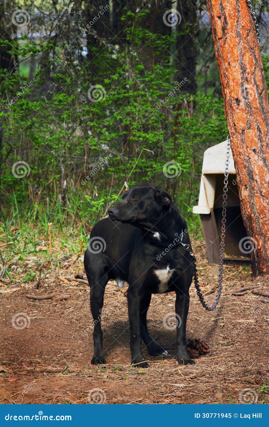 Dog on Chain stock image. Image of doghouse, tied, bound 30771945