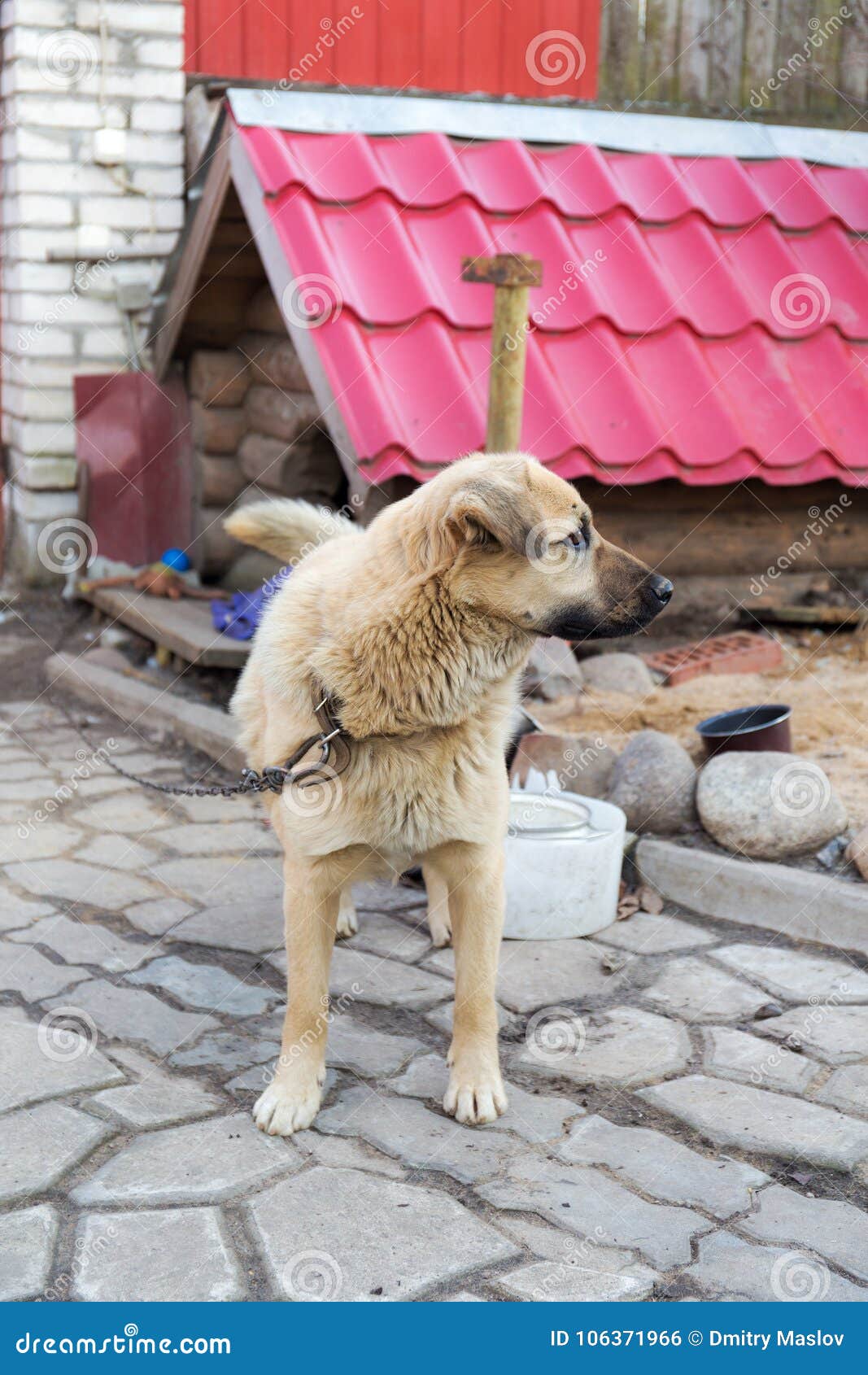 Dog on a chain stock photo. Image of security, mammal 106371966
