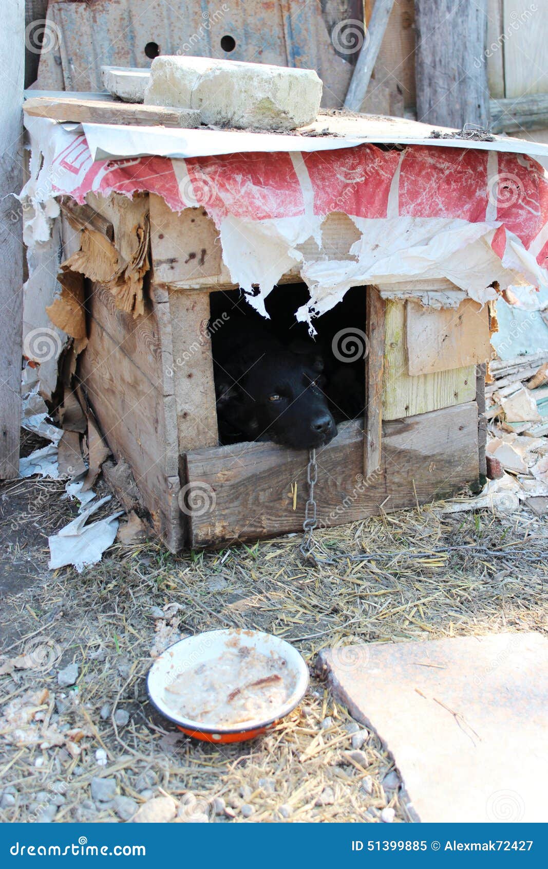 Dog on a Chain Eating Near the Kennel Stock Image Image of sight