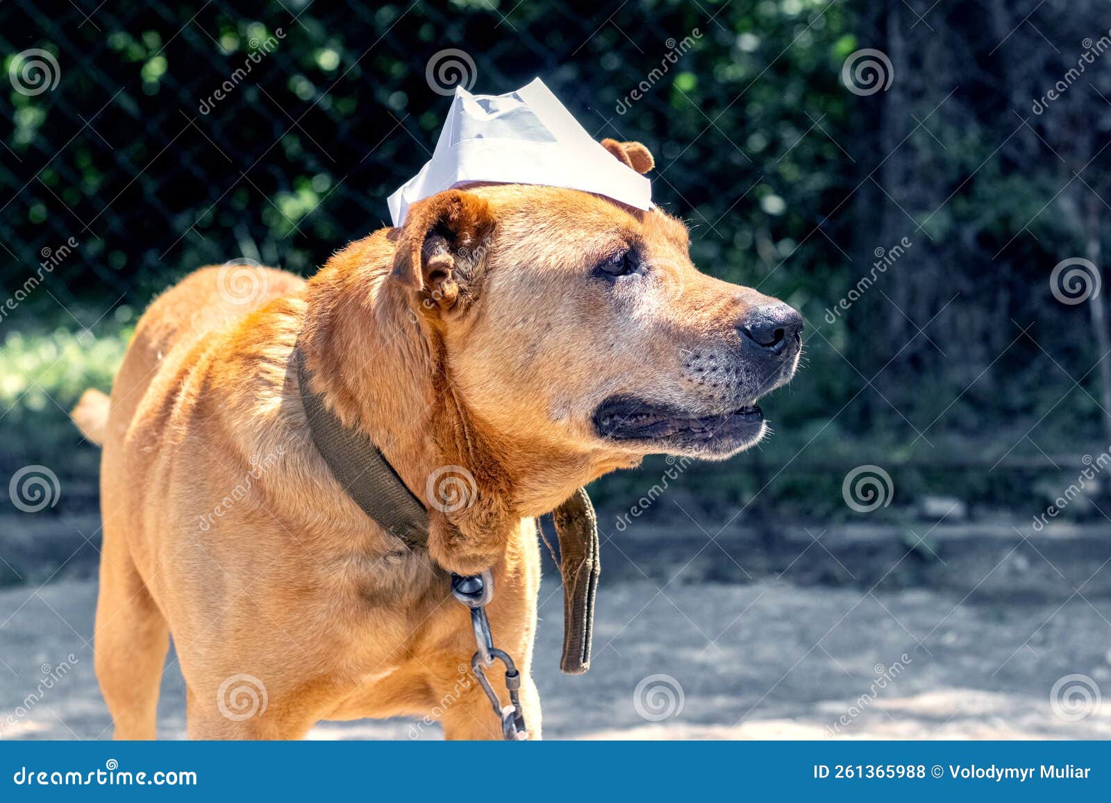 A Dog on a Chain with a Paper Cap on Its Head. Funny Animals Stock