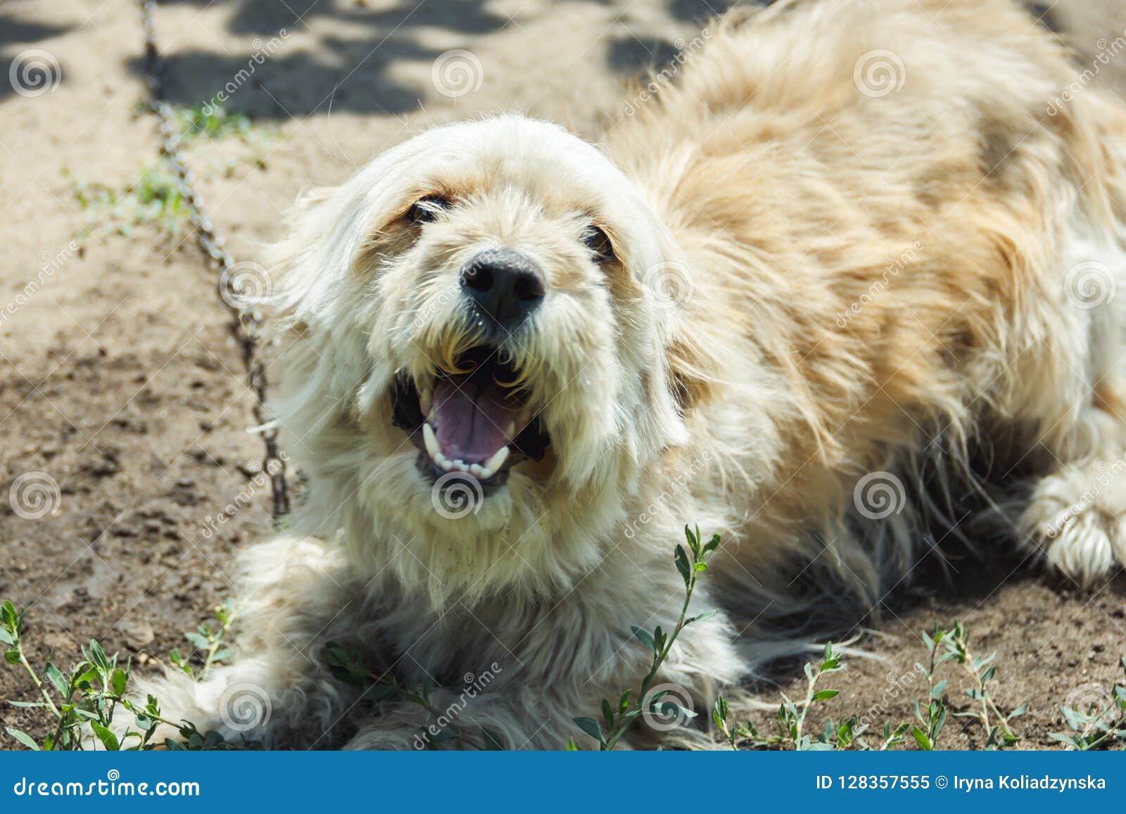 dog bark ringtones free dog bark ringtones free