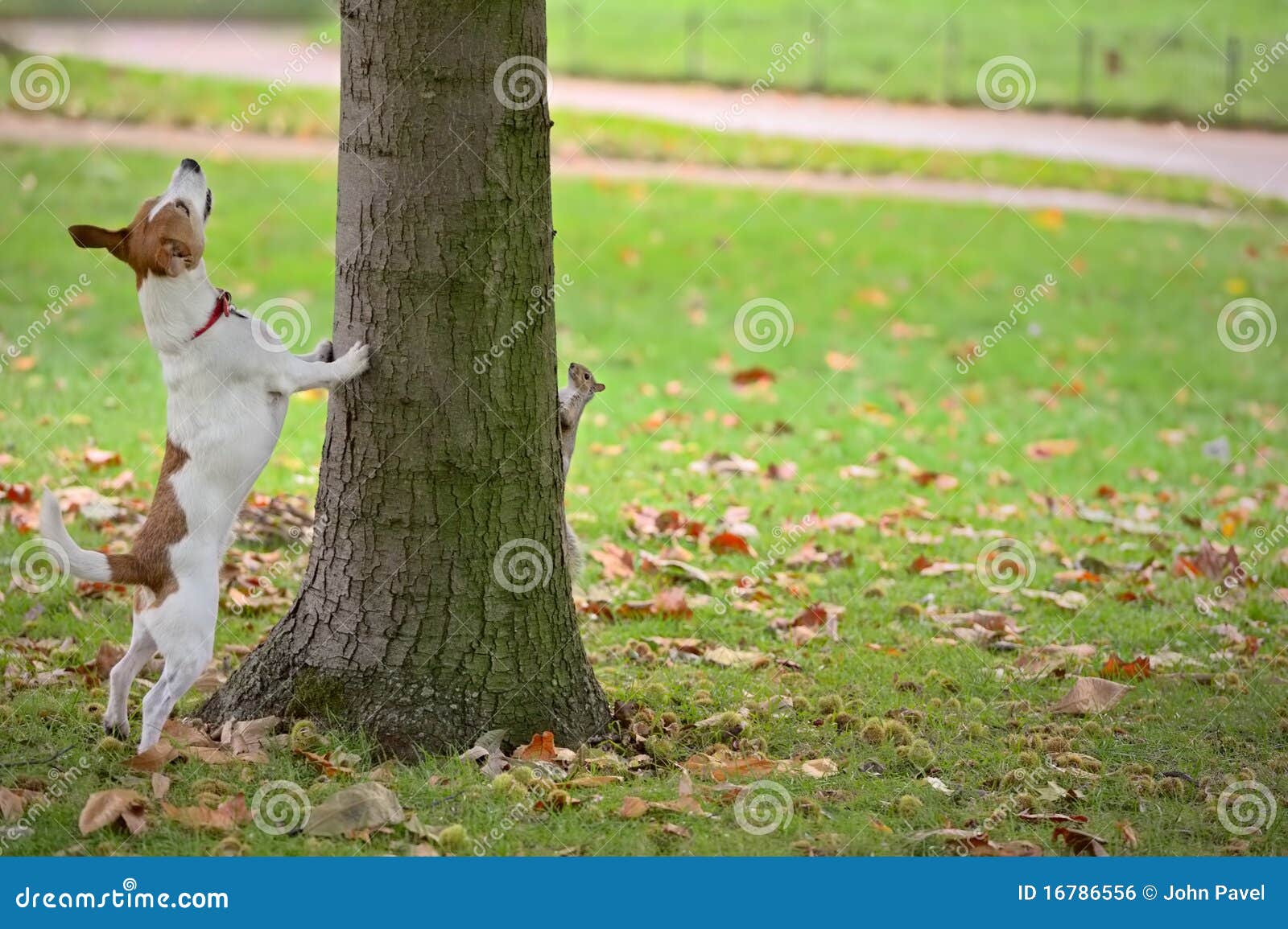 dog chasing squirrel up tree, but it is hiding