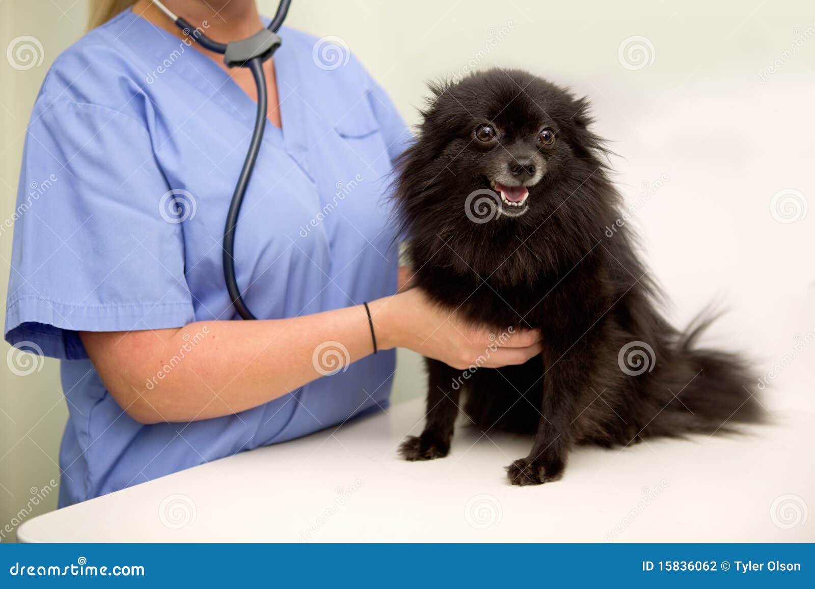 Dog Check Up at Vet stock photo. Image of female, medicine