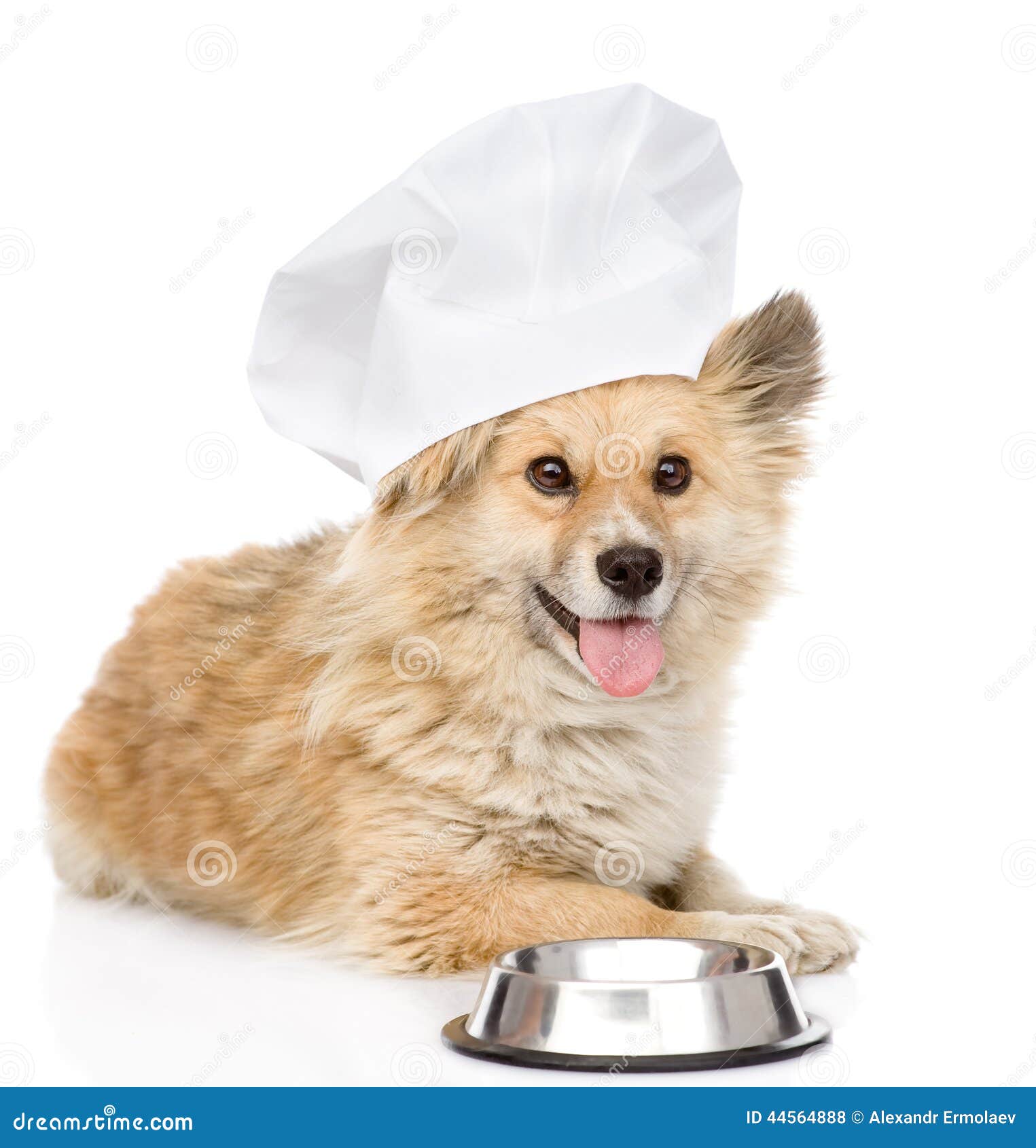 Dog in Chefs Hat Begging for Food. Looking at Came Stock Photo Image