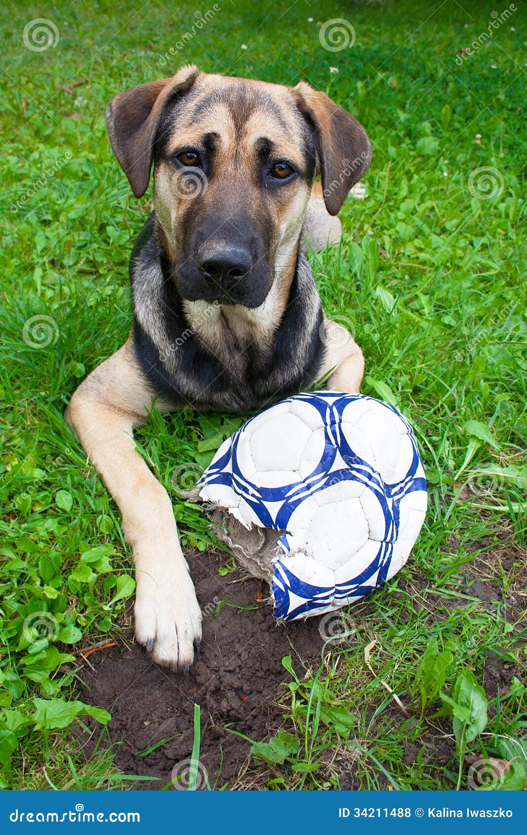 Dog with chewed ball stock photo. Image of energy, chewing 34211488