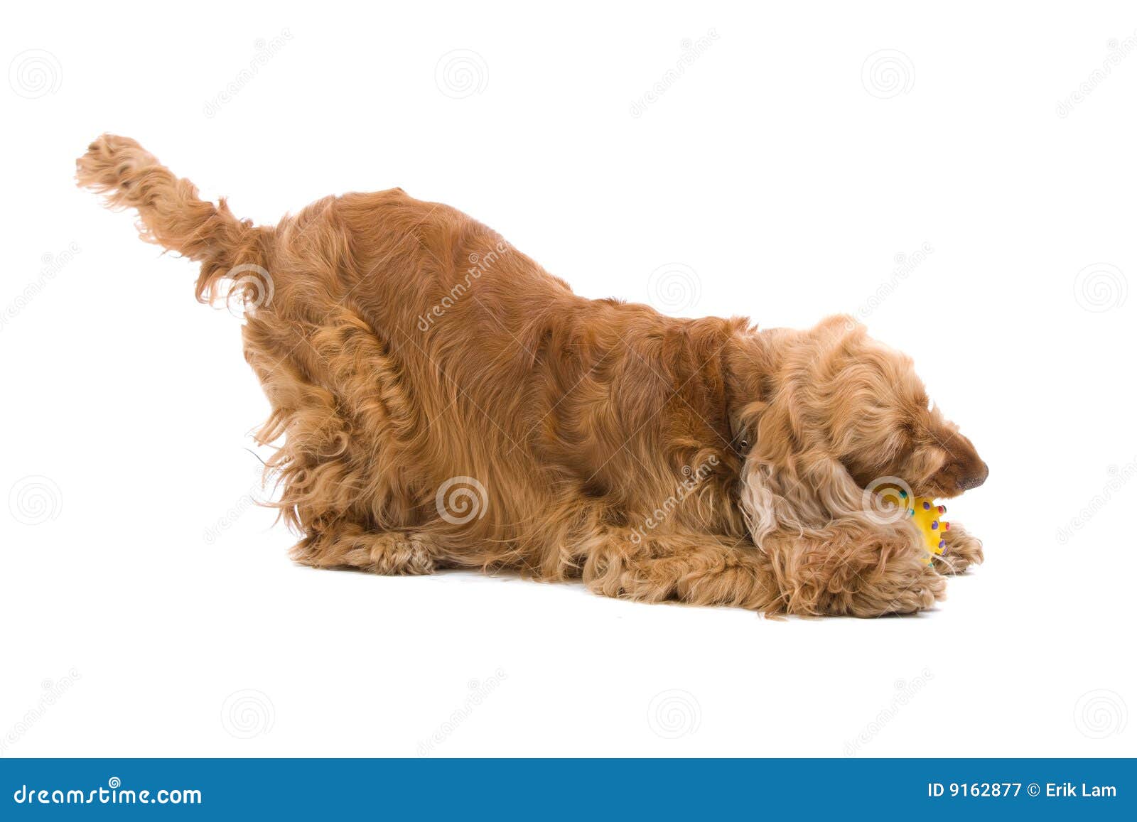 Dog chewing ball stock image. Image of breed, cocker, domesticated