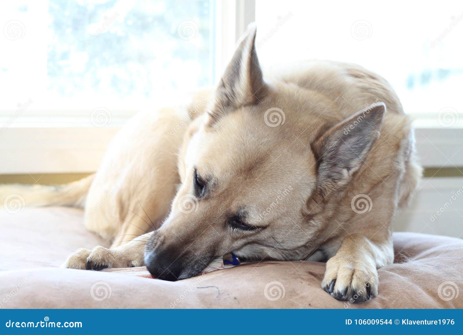 dog keeps eating bed
