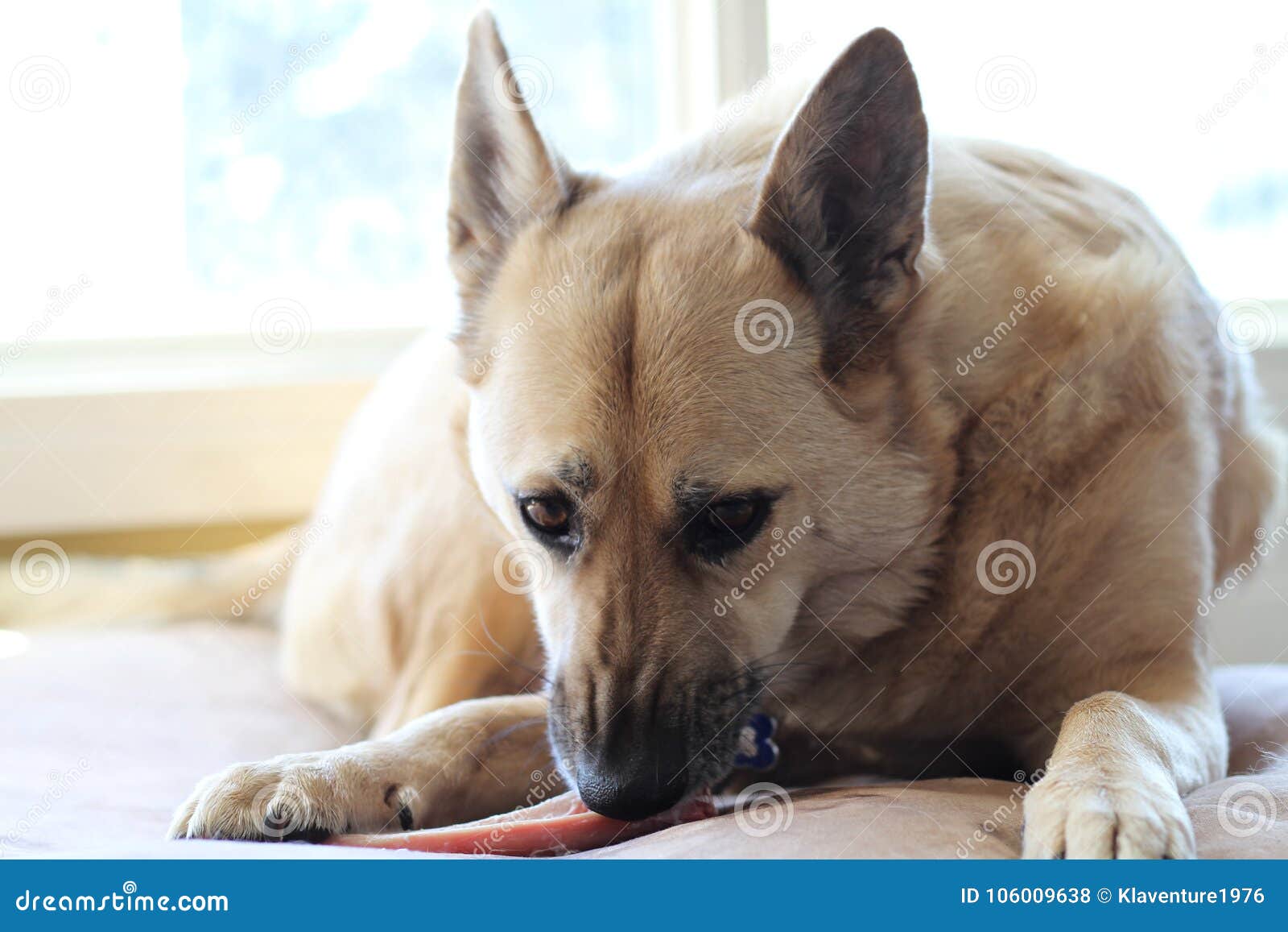 Dog chewing bone on bed stock photo. Image of bone, animal 106009638