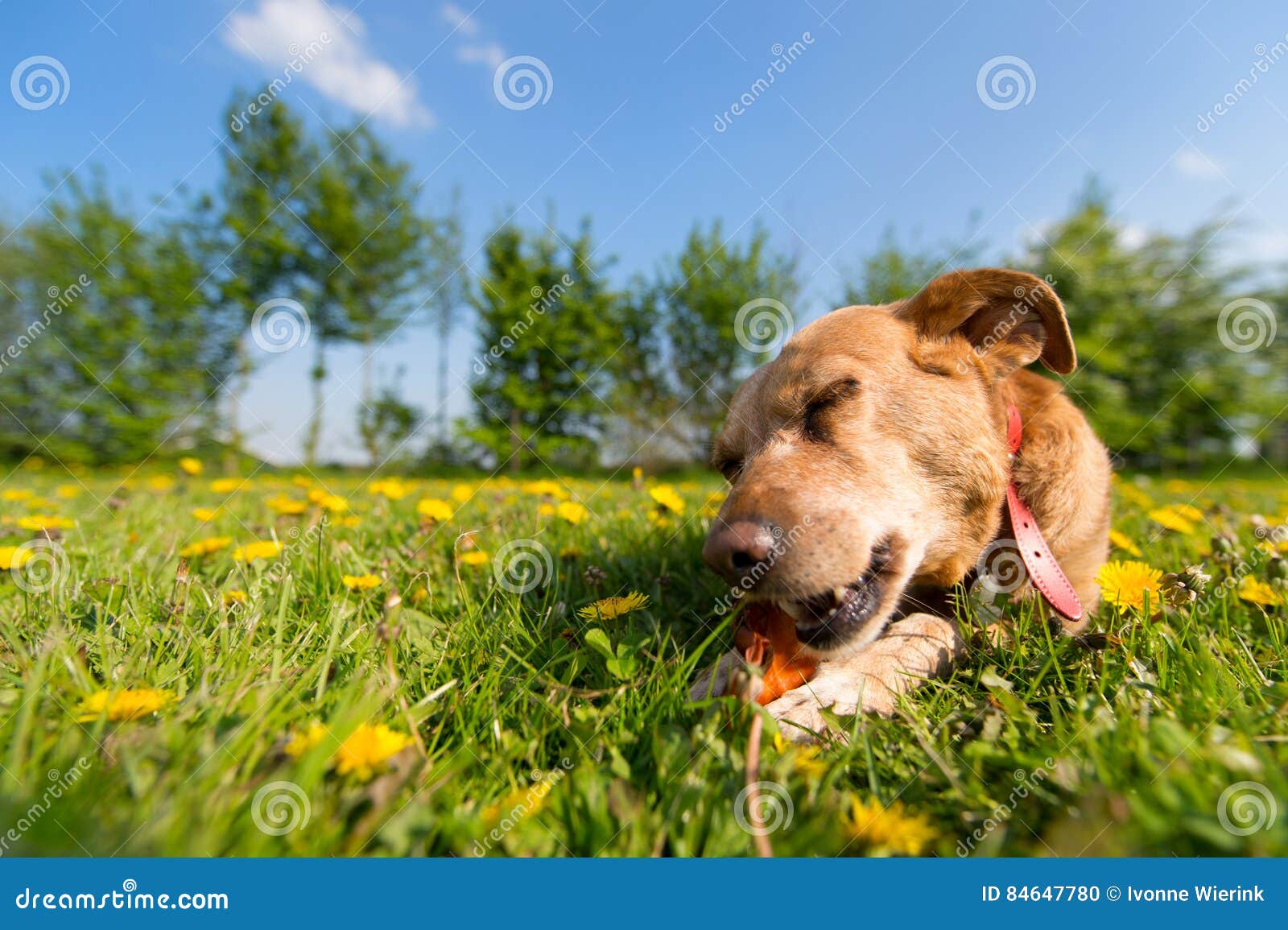 Dog chewing on bone stock photo. Image of summer, outside 84647780