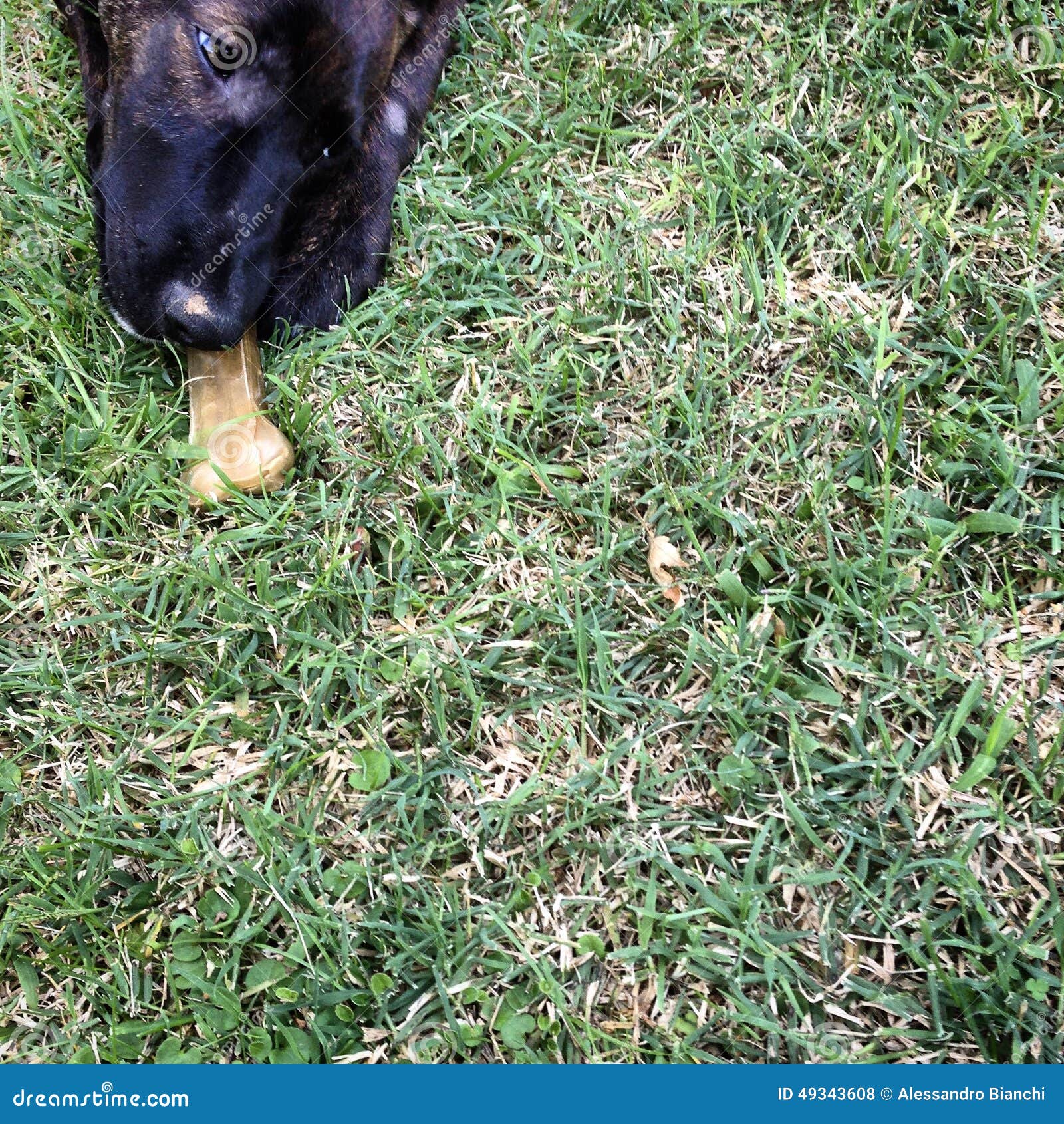 Dog chewing a bone stock photo. Image of field, lying 49343608