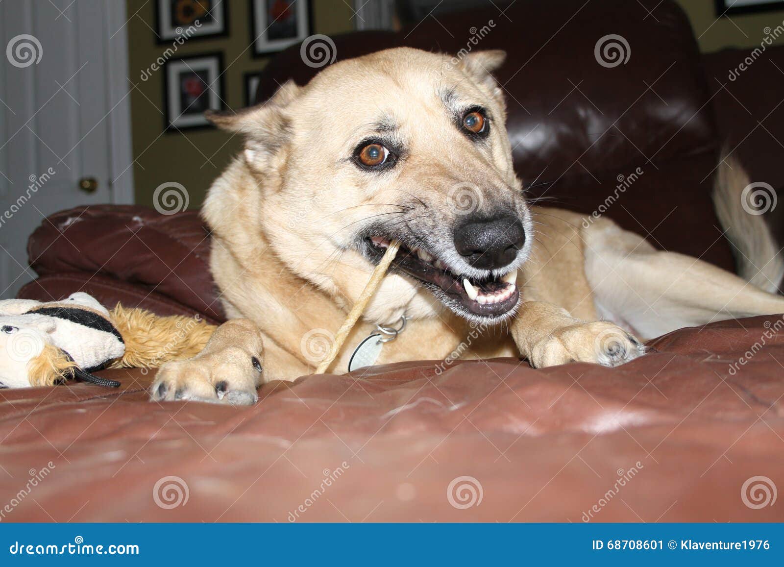 Dog Chewing Bone Stock Image Image Of Bone Small Chew 68708601