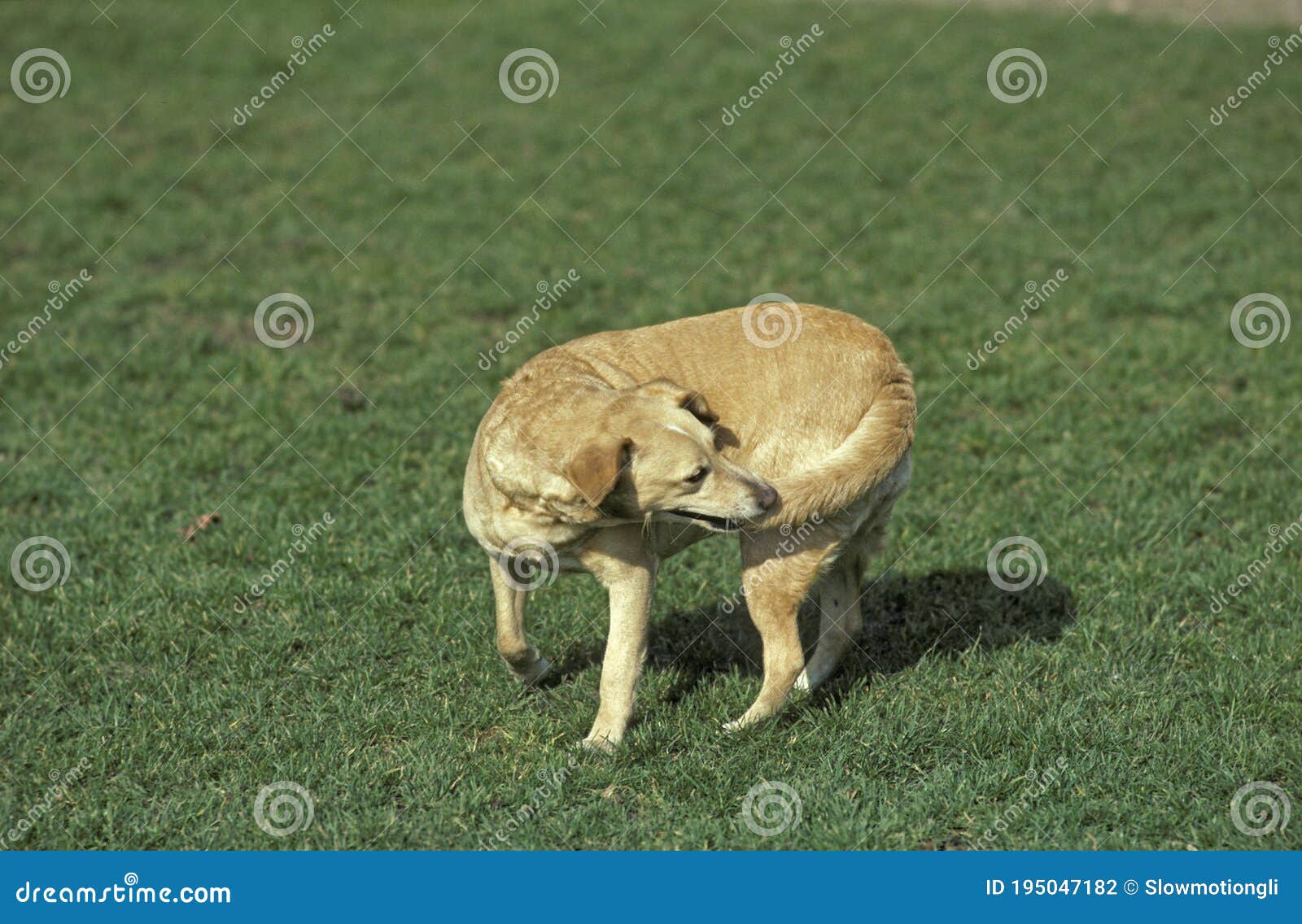Dog Chewing its Tail stock photo. Image of mammal, standing 195047182