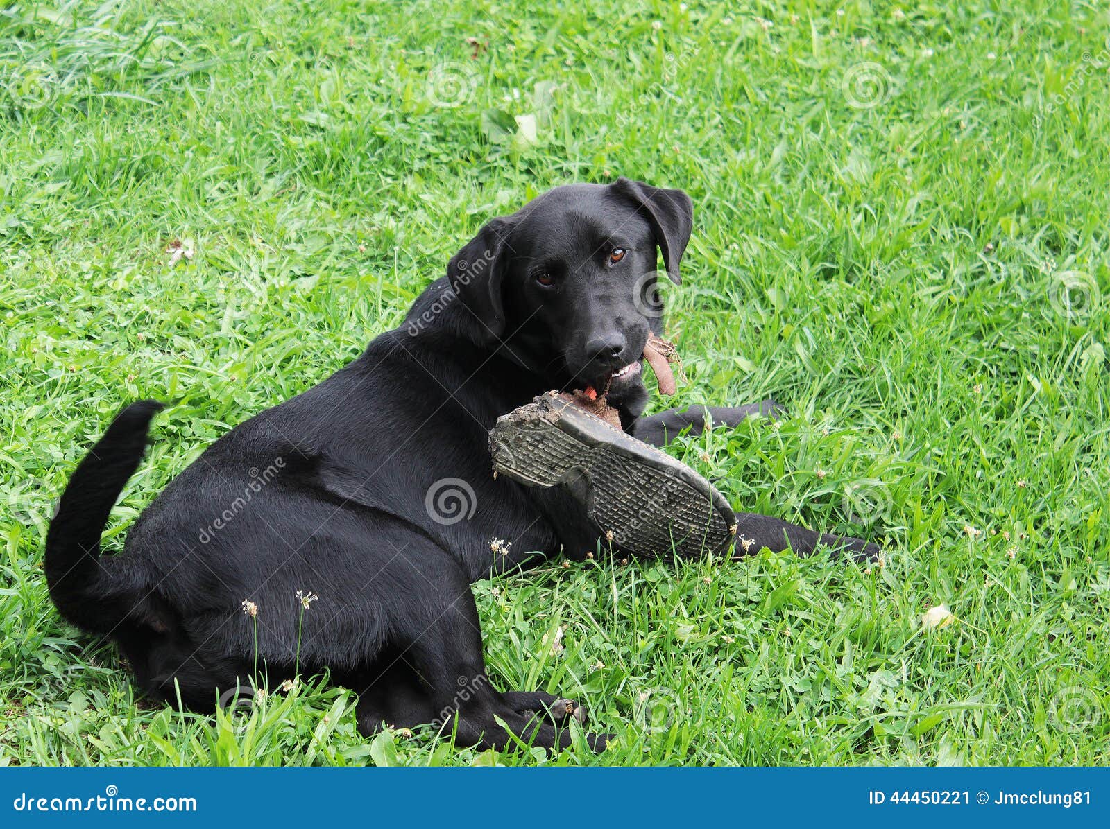 Dog Chewing Shoe Stock Photo Image 44450221