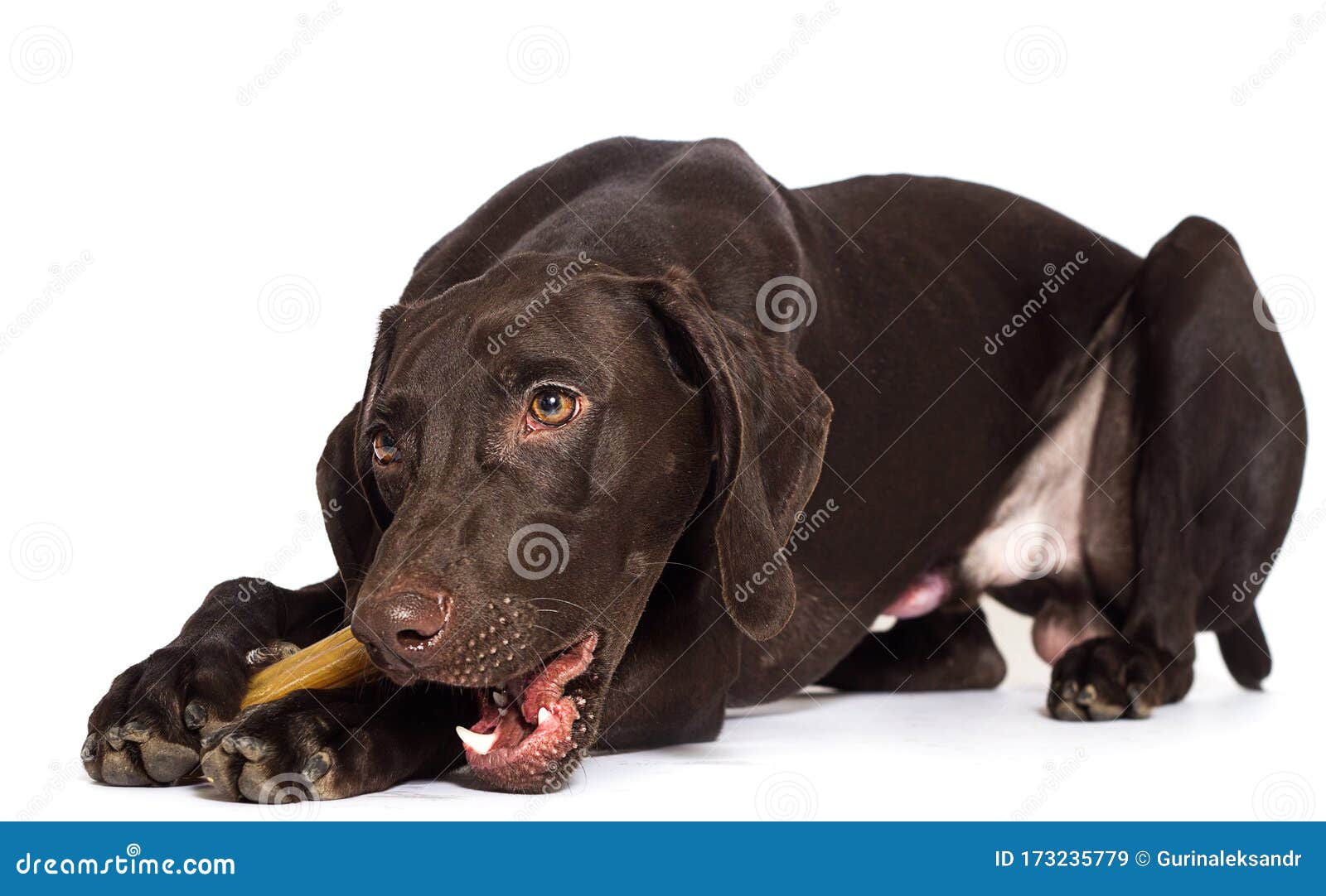 Dog chews a bone stock image. Image of chew, cute, mammal 173235779