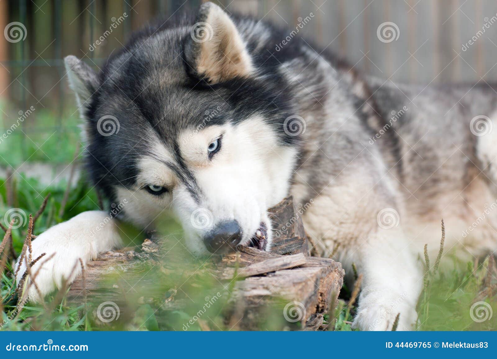 Dog chews a piece of wood stock image. Image of gnaw 44469765