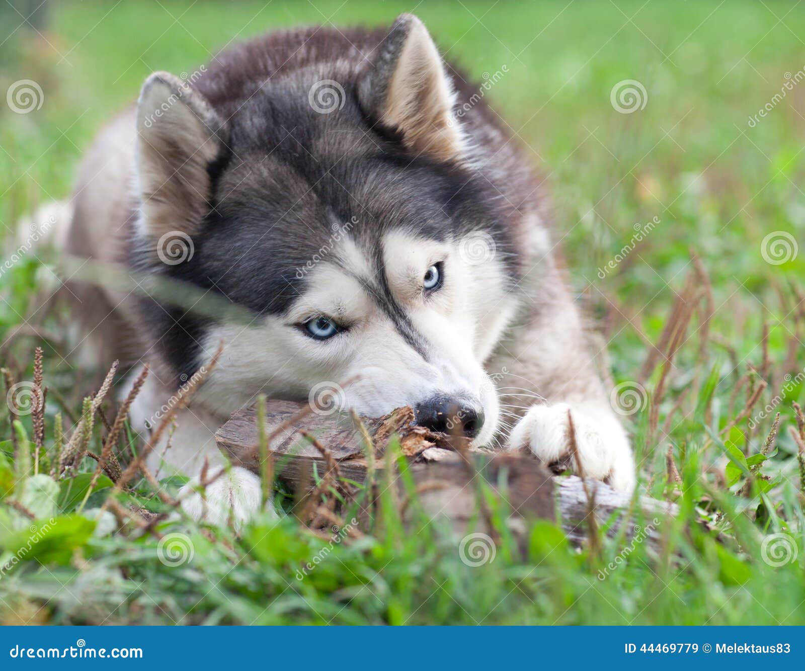 Dog chews a piece of wood stock image. Image of wood 44469779