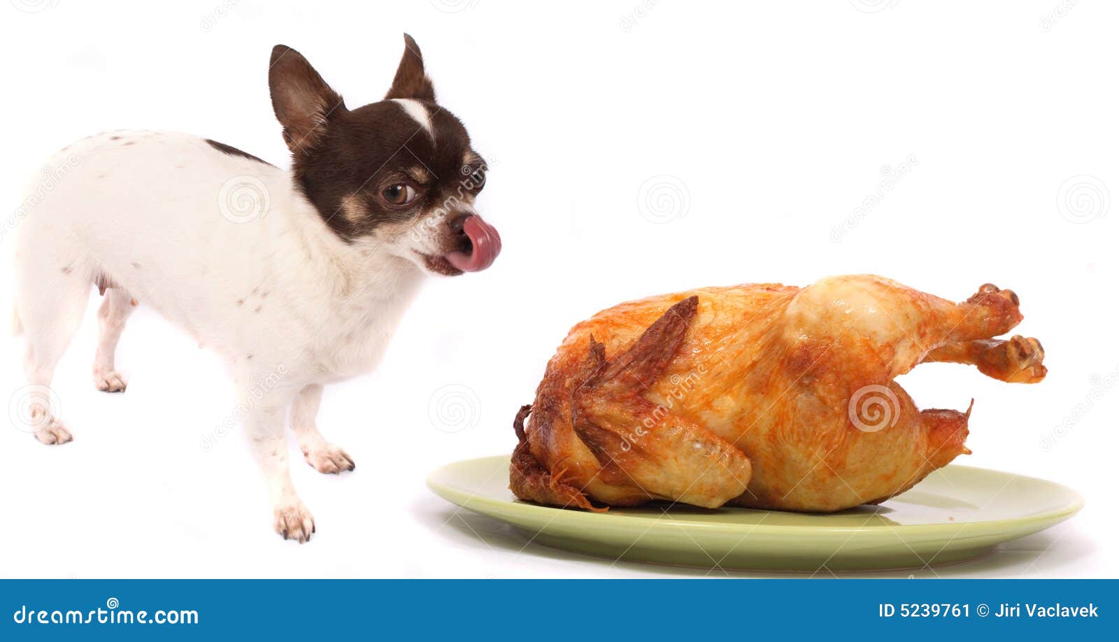 are turkey bad for dogs
