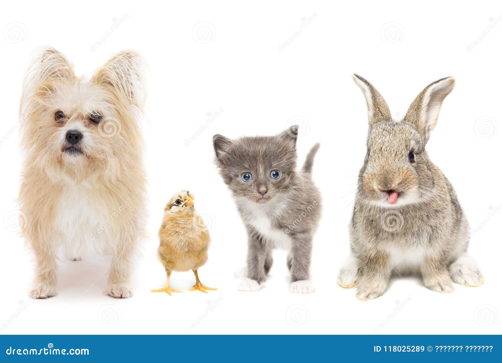 309,075 Animals White Background Stock Photos - Free & Royalty-Free Stock  Photos from Dreamstime