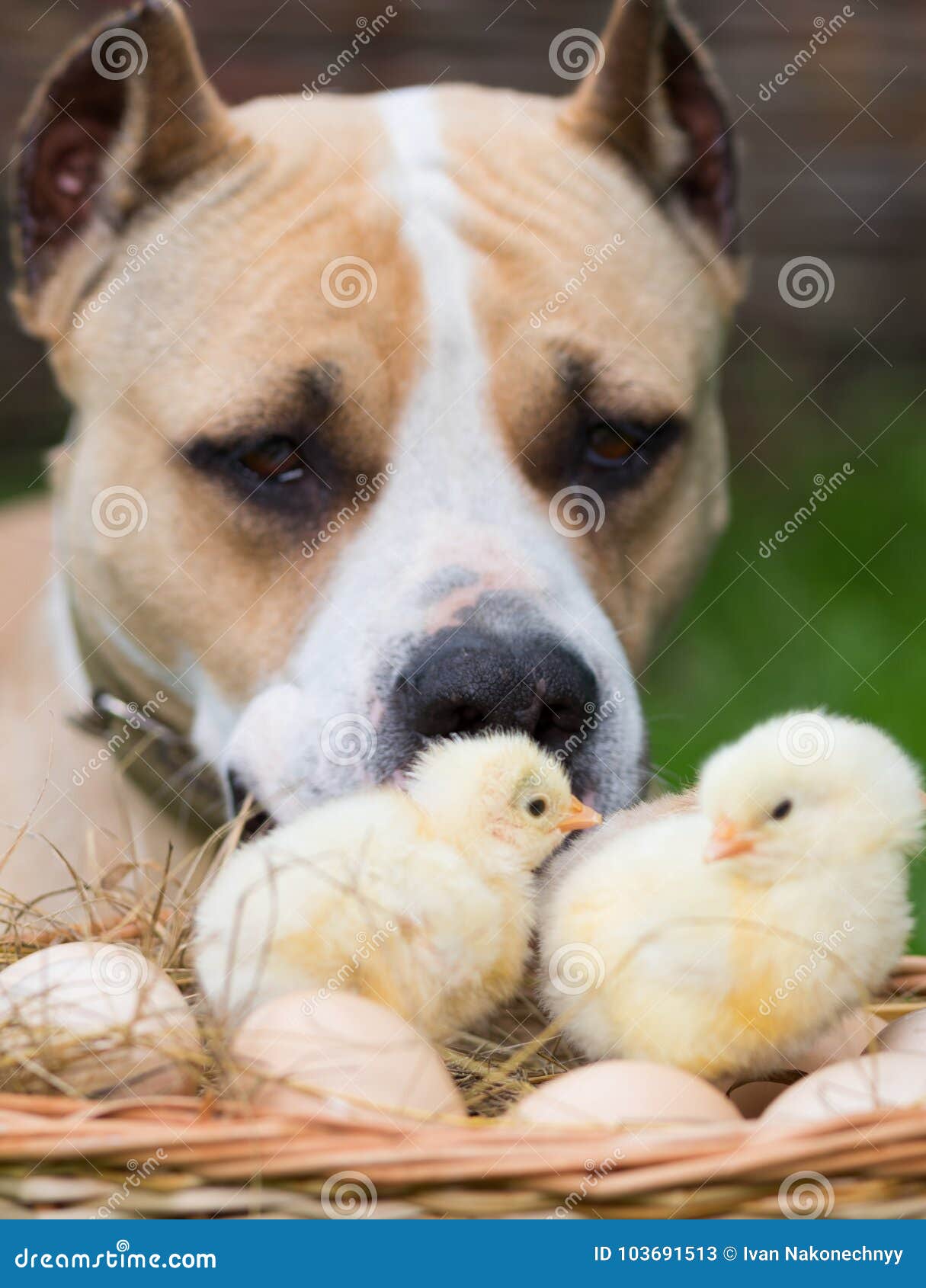 Dog and chickens. stock image. Image of cute, funny 103691513
