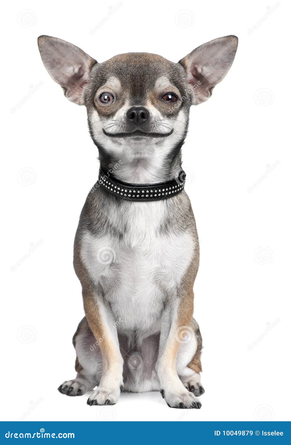dog ( chihuahua ) looking at the camera, smiling