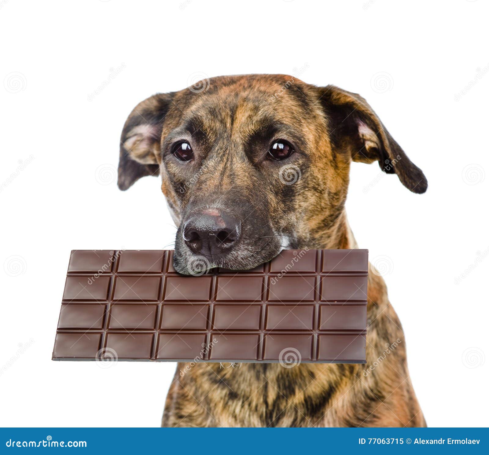 Can Humans Eat Dog Chocolate