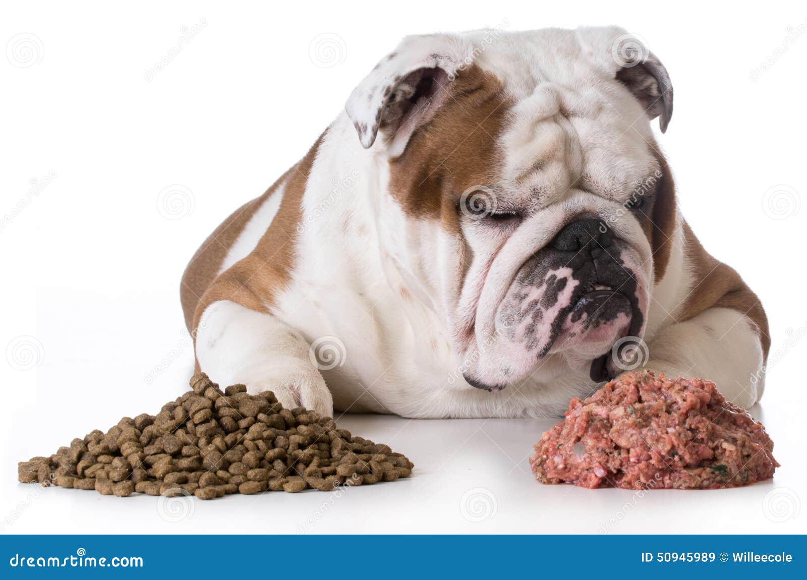 Do Dogs Need To Eat Meat is-raw-steak-good-for-dogs-keepingdog