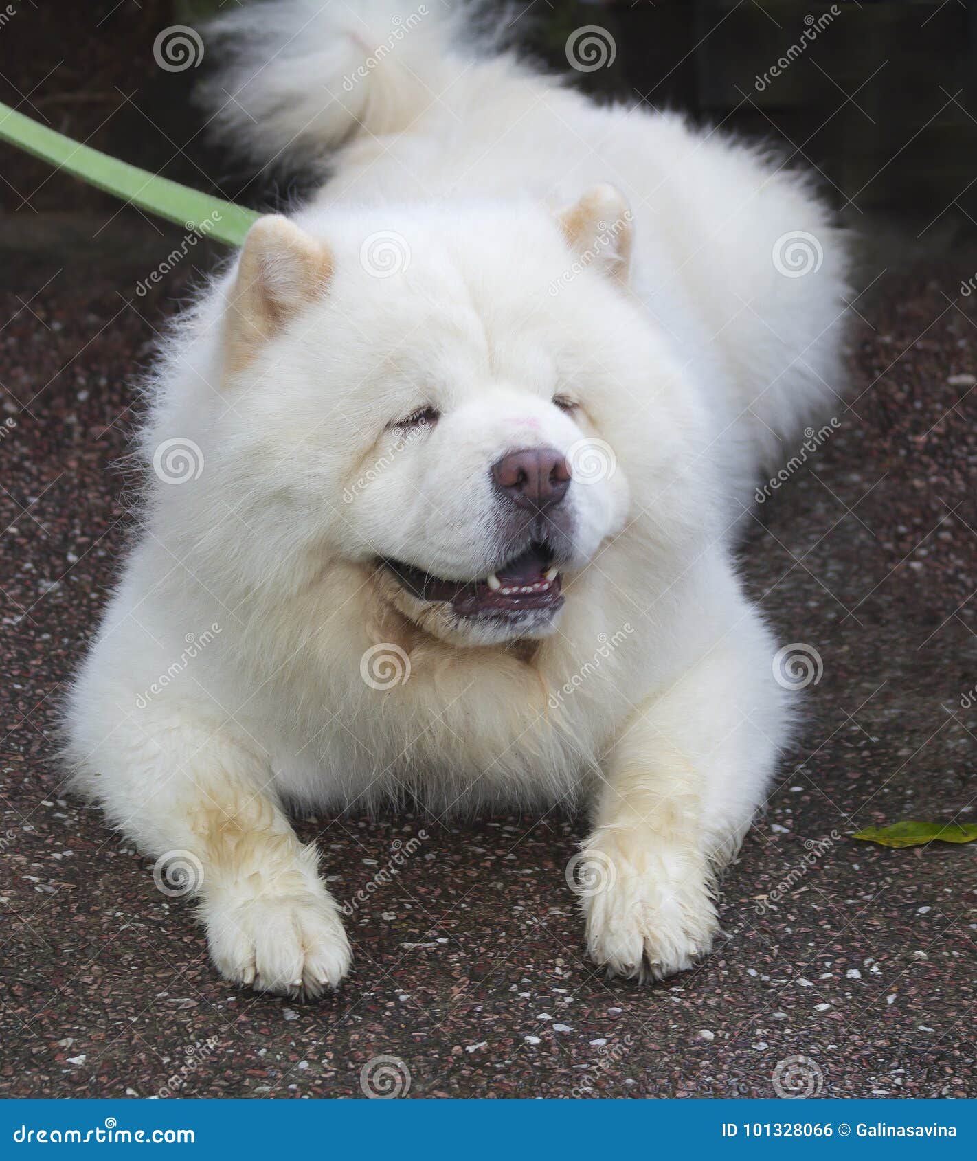 mongolian chow chow