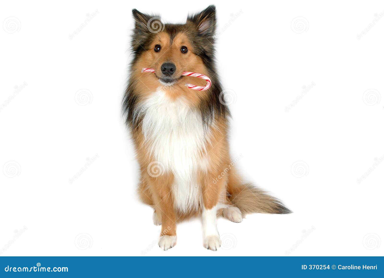 Dog with Christmas Candy Cane Stock Photo Image of mammal, shetlands