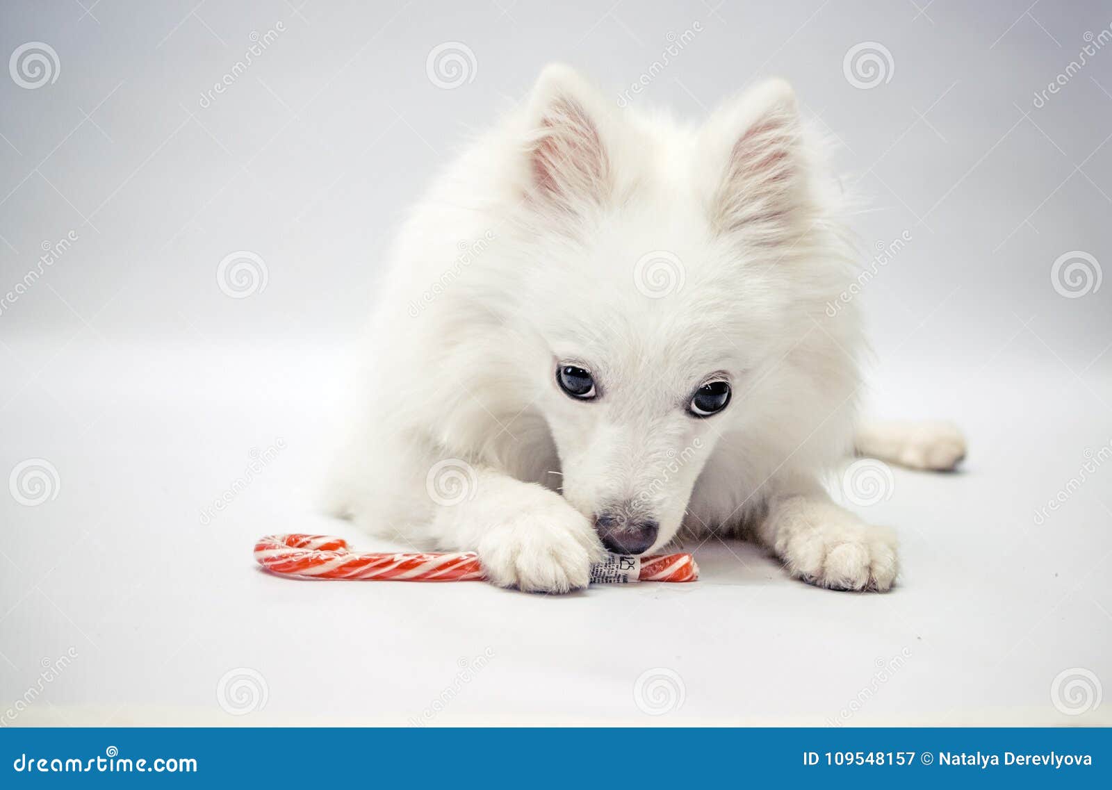 A Dog with a Christmas Candy Stock Image Image of year, lights 109548157