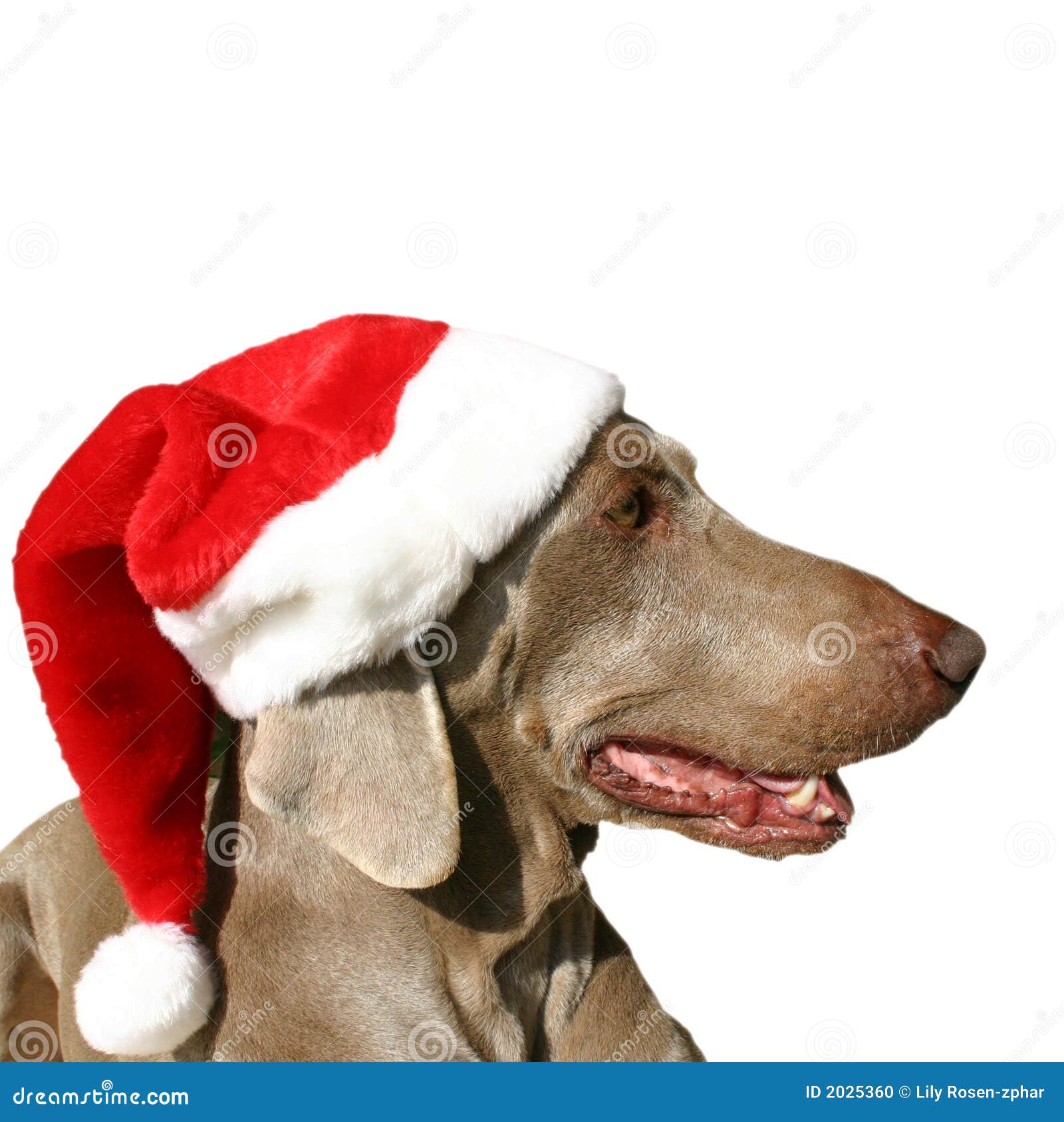 A dog with christmas hat 2 stock photo. Image of year 2025360