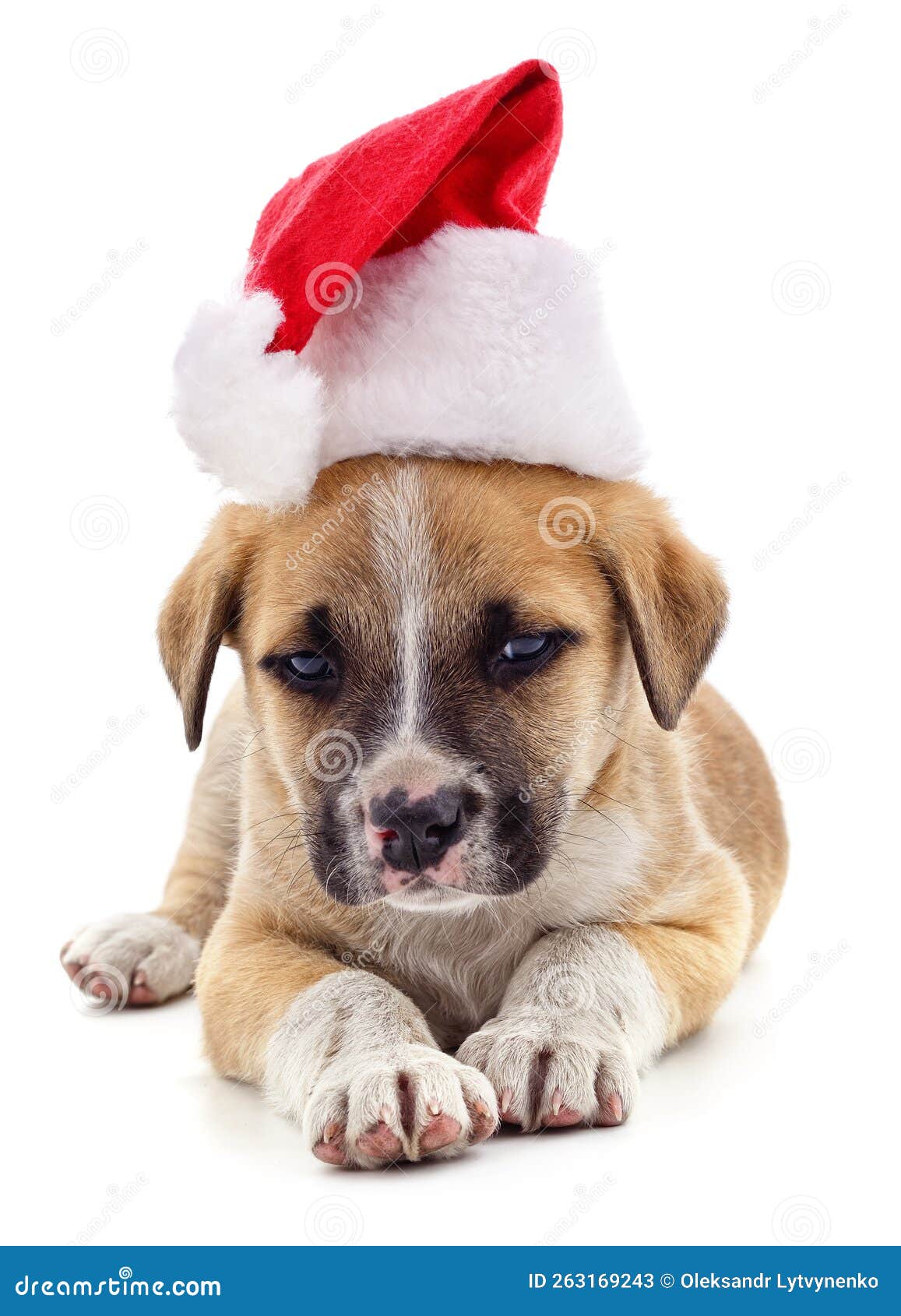Dog in Christmas hat stock image. Image of domestic 263169243