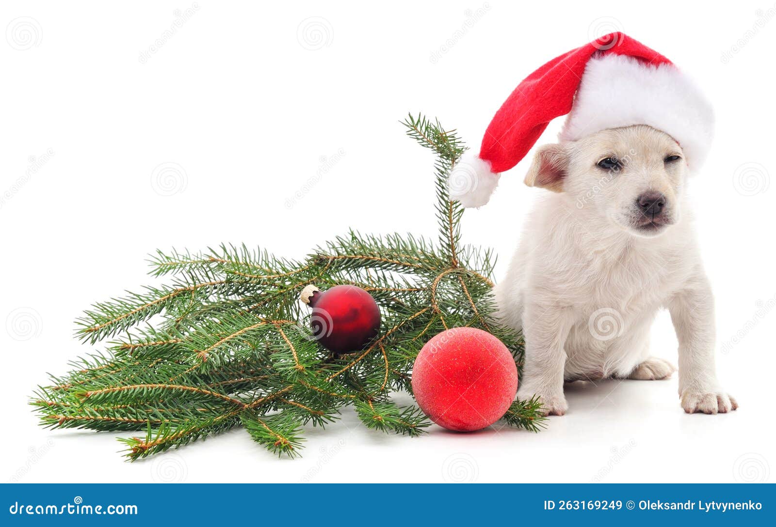 Dog in Christmas hat stock image. Image of white, christmas 263169249
