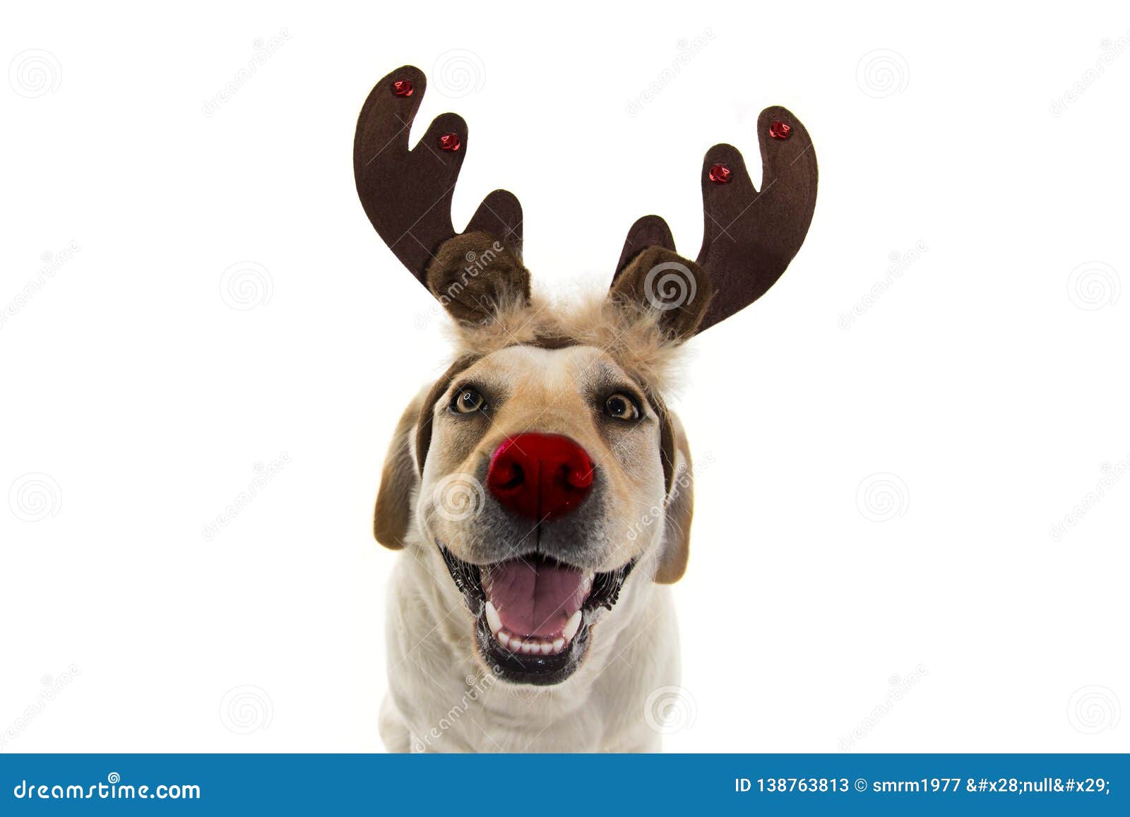 DOG CHRISTMAS REINDEER ANTLERS. FUNNY LABRADOR with RED NOSE and HOLIDAYS  COSTUME Stock Image - Image of happy, canine: 138763813