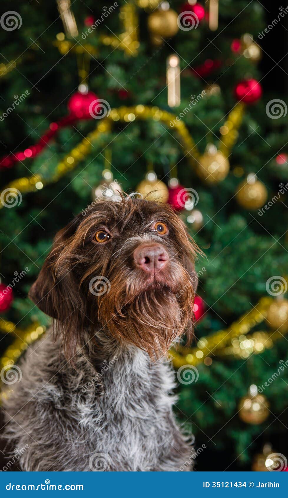 Dog And Christmas Tree Stock Images - Image: 35121434