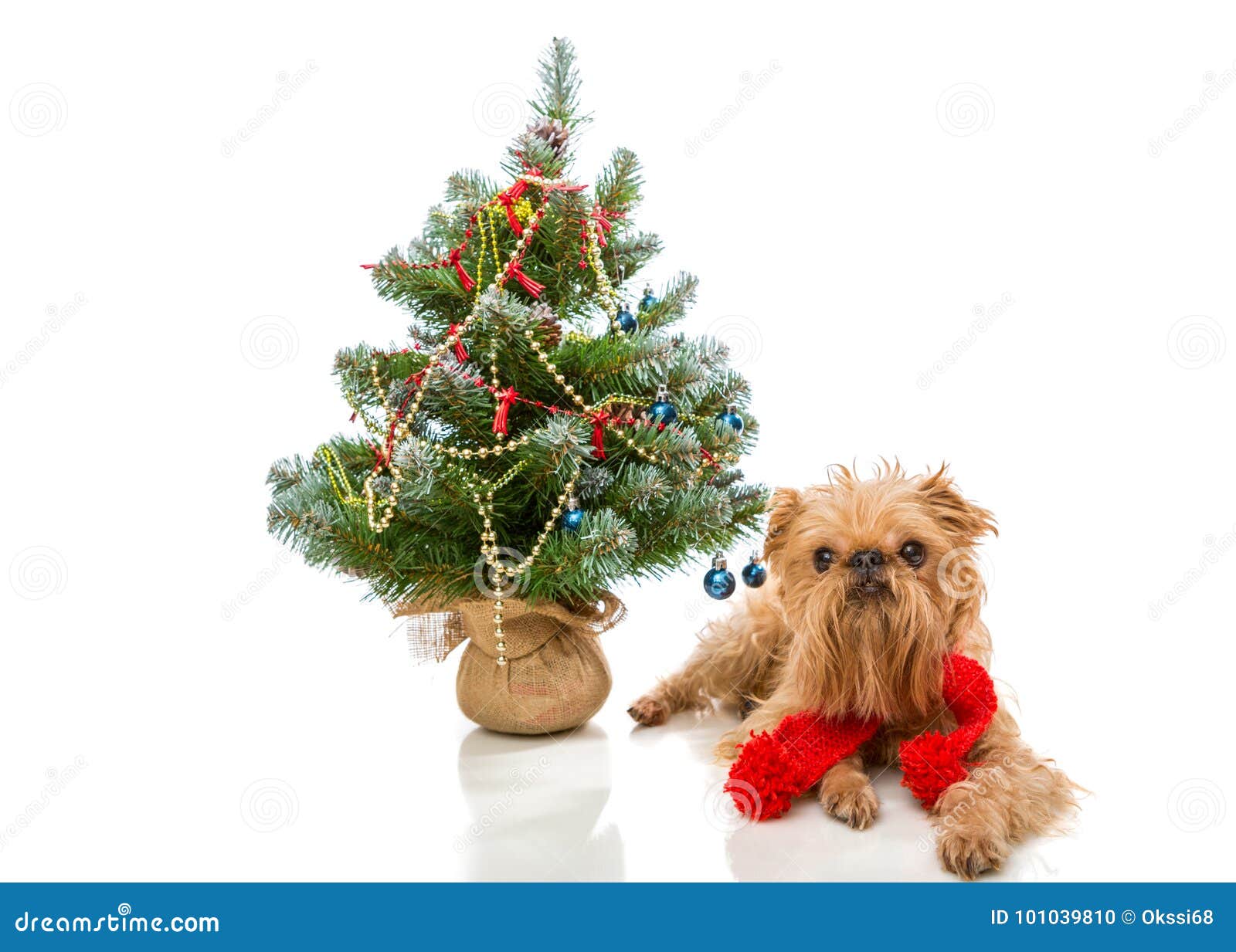 Dog and a Christmas tree stock photo. Image of terrier 101039810