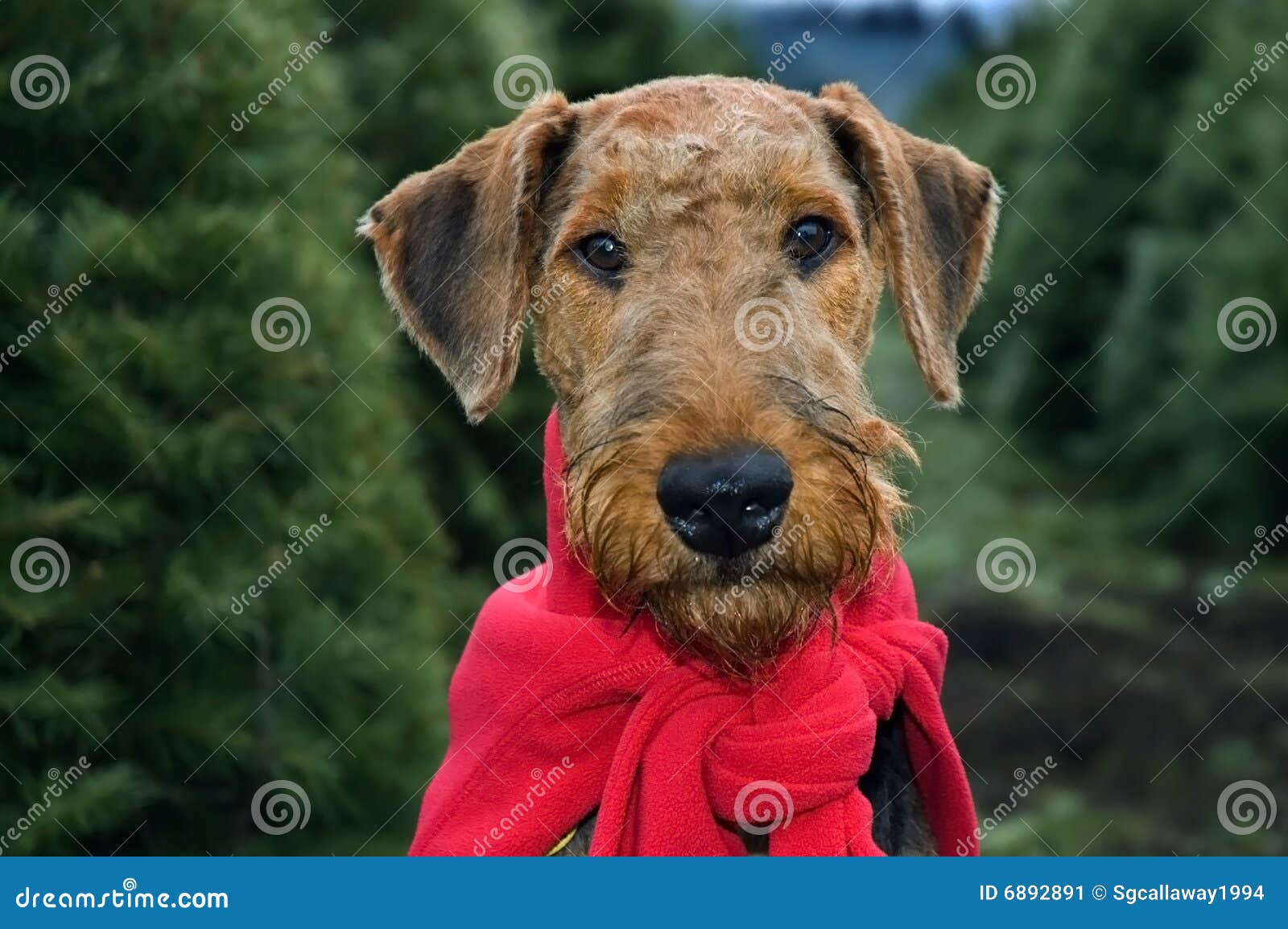 Dog In Christmas Trees Stock Image - Image: 6892891