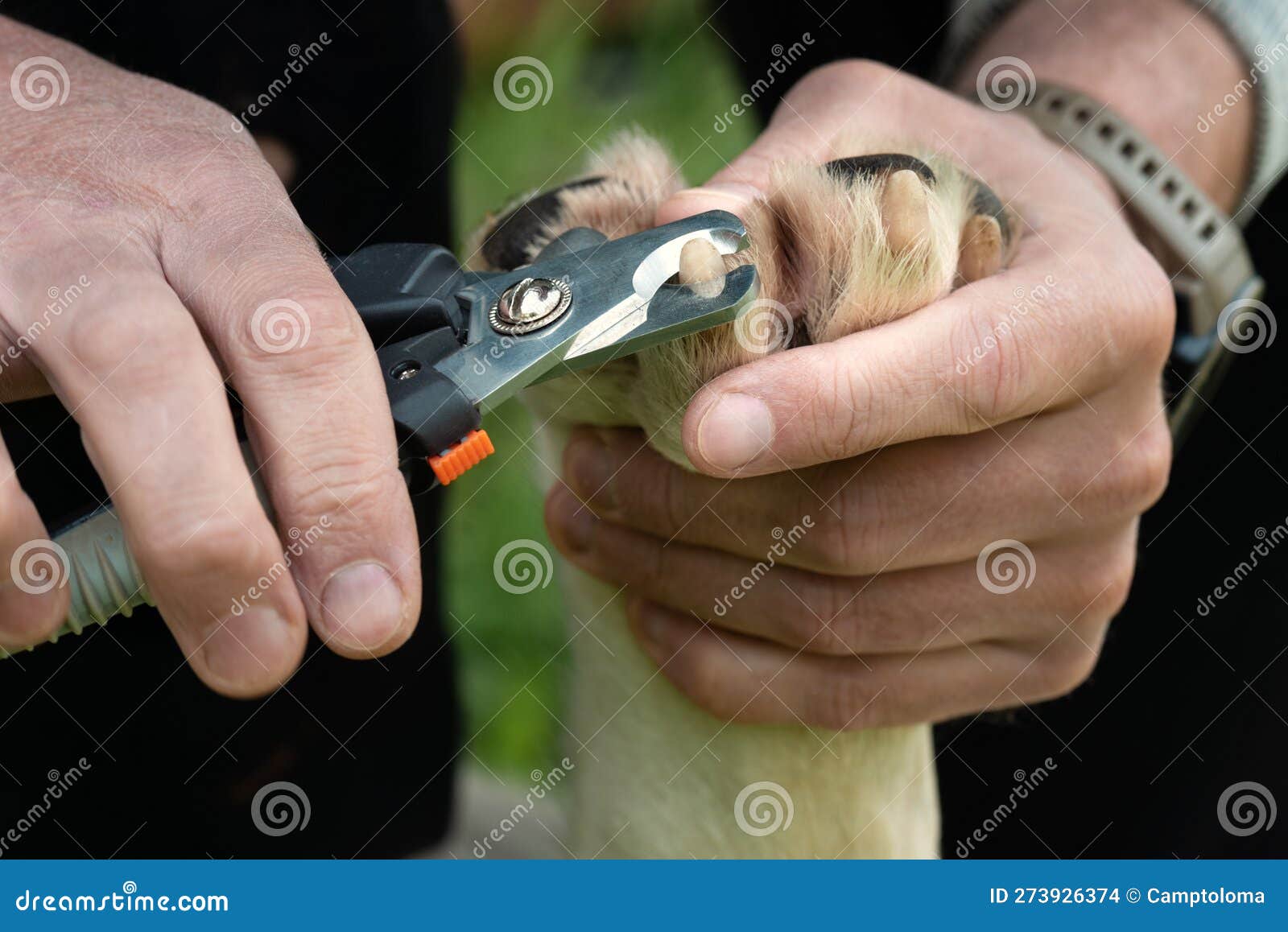 Dog Claw Cutting with Scissors Stock Photo Image of breed, claws