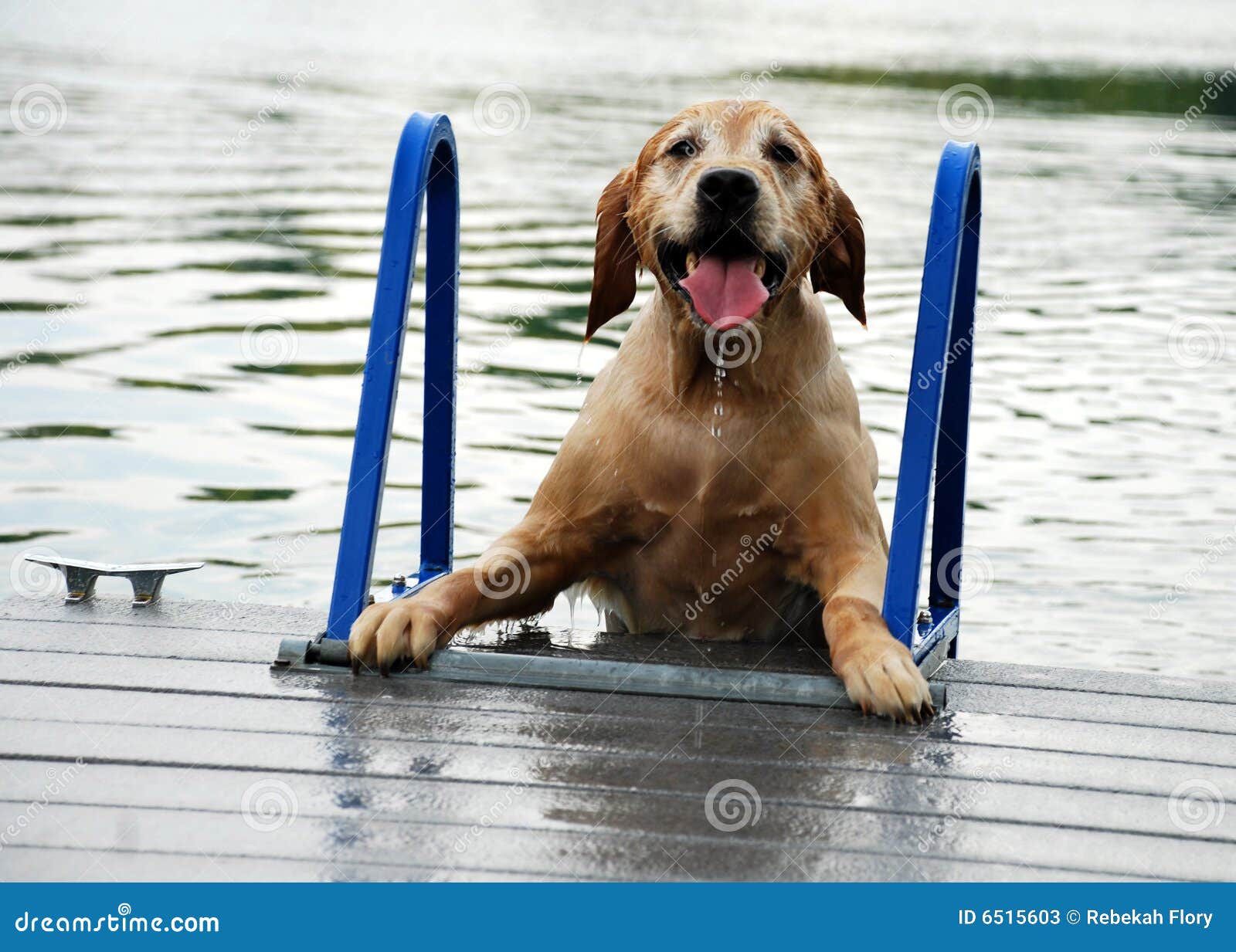 Dog climbs ladder stock image. Image of emerge, goals 6515603