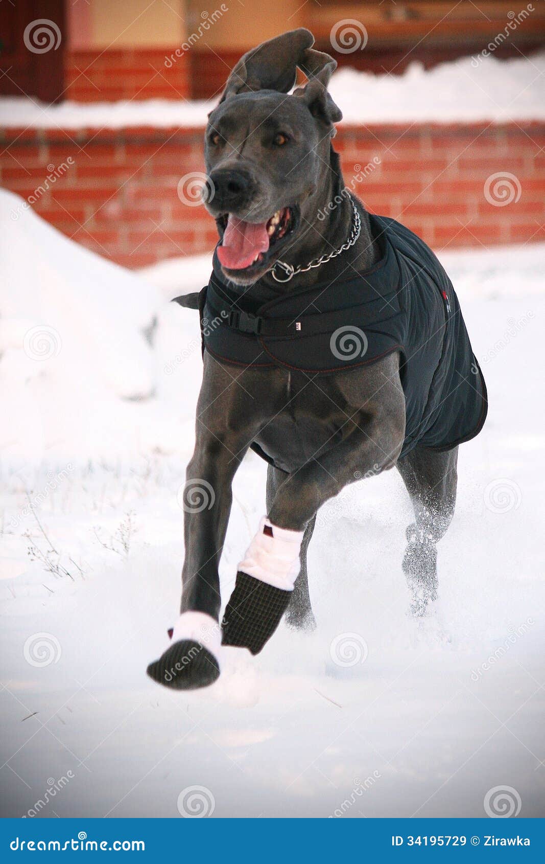 The Dog in the Coat and Slippers Stock Image - Image of coat, dane