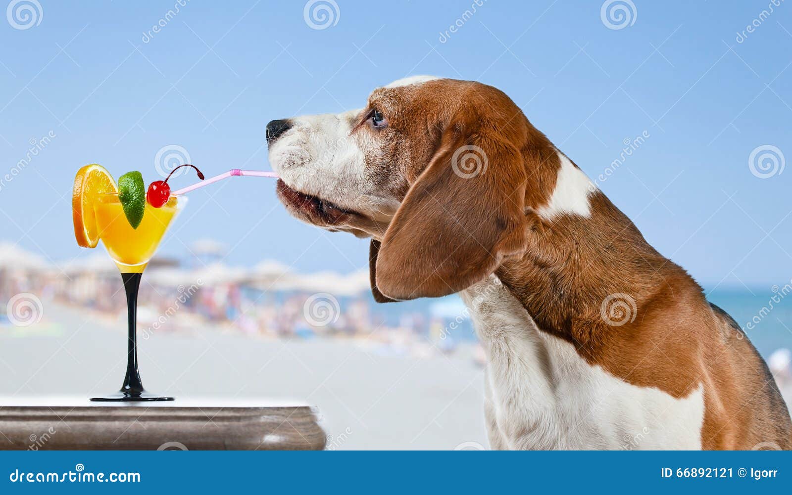 Dog with Cocktail in Bar on a Beach Stock Image Image of dessert
