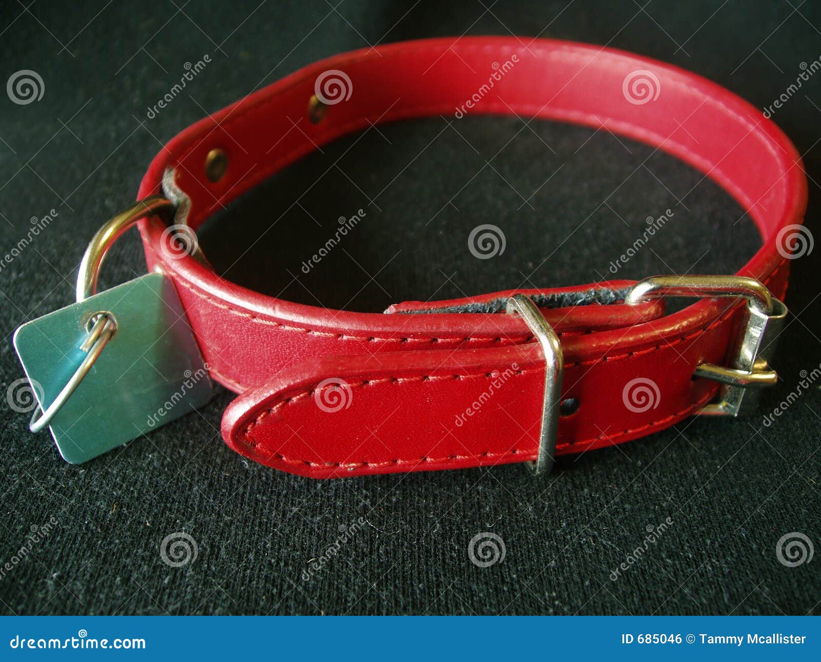 Dog Collar with Identification Tag Stock Photo Image of colour