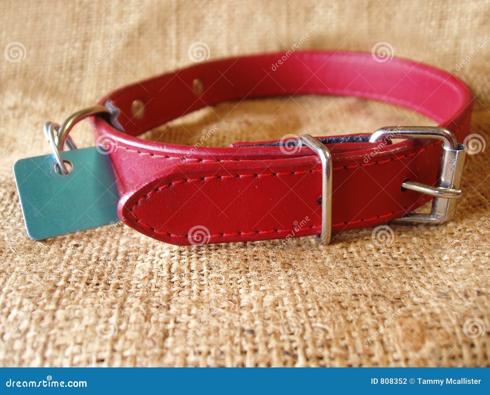 Dog Collar with Identification Tag Stock Photo Image of hook, colour