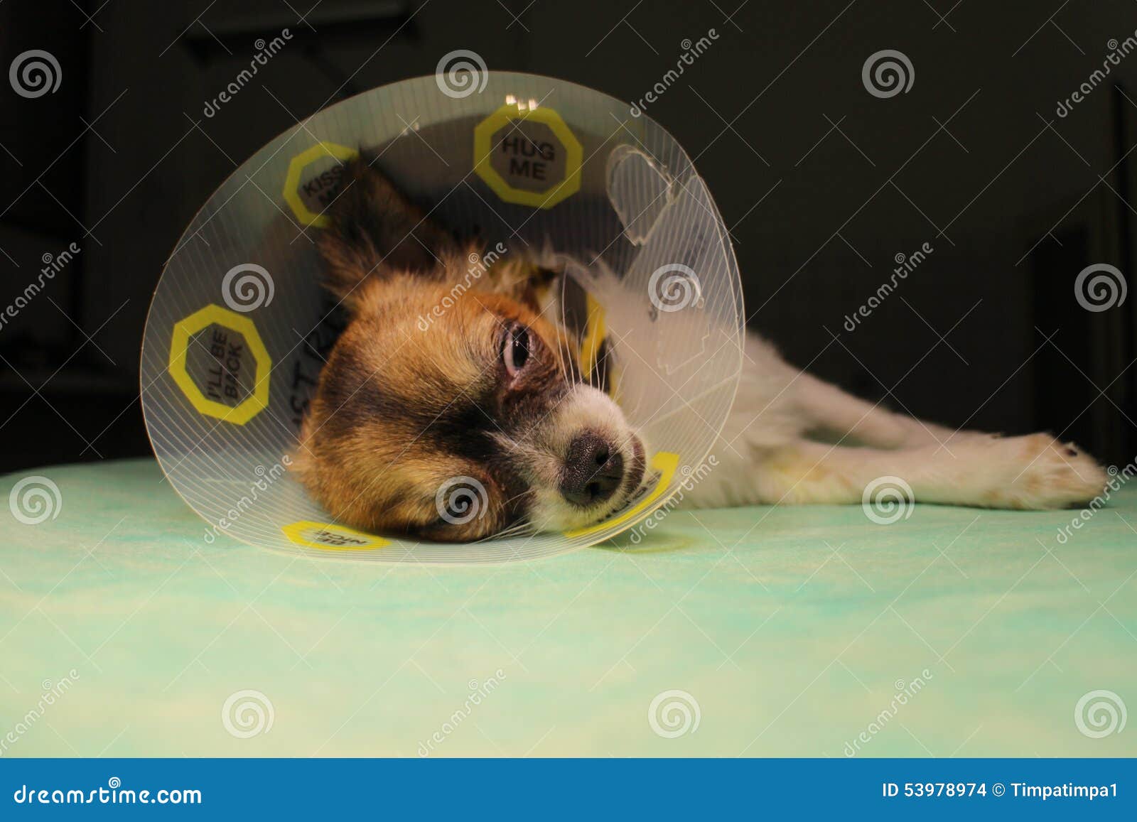 Dog with Collar after Surgery Stock Photo Image of operating, snout