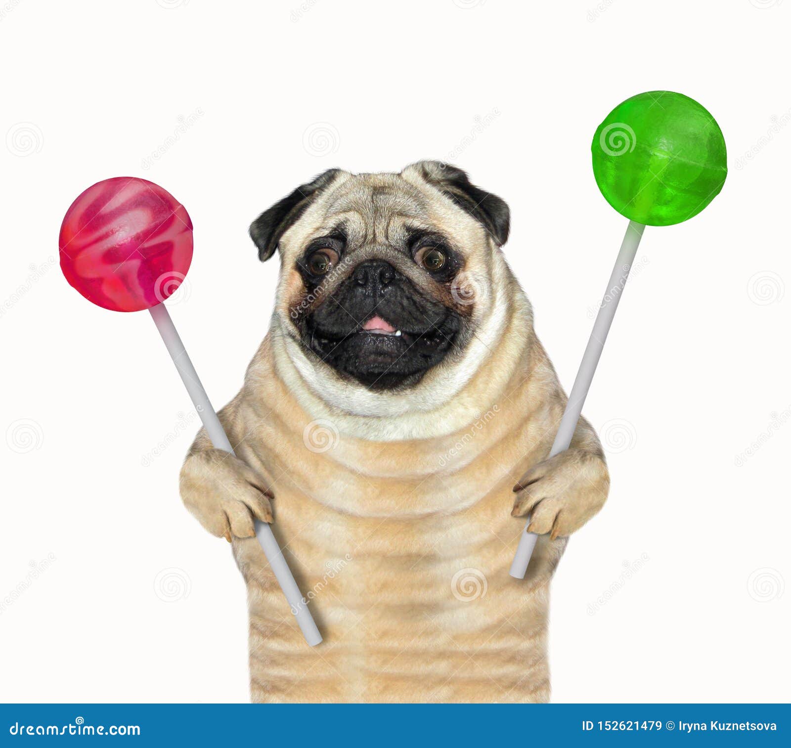 Dog With Colored Lollipops 2 Stock Image Image of time, break 152621479