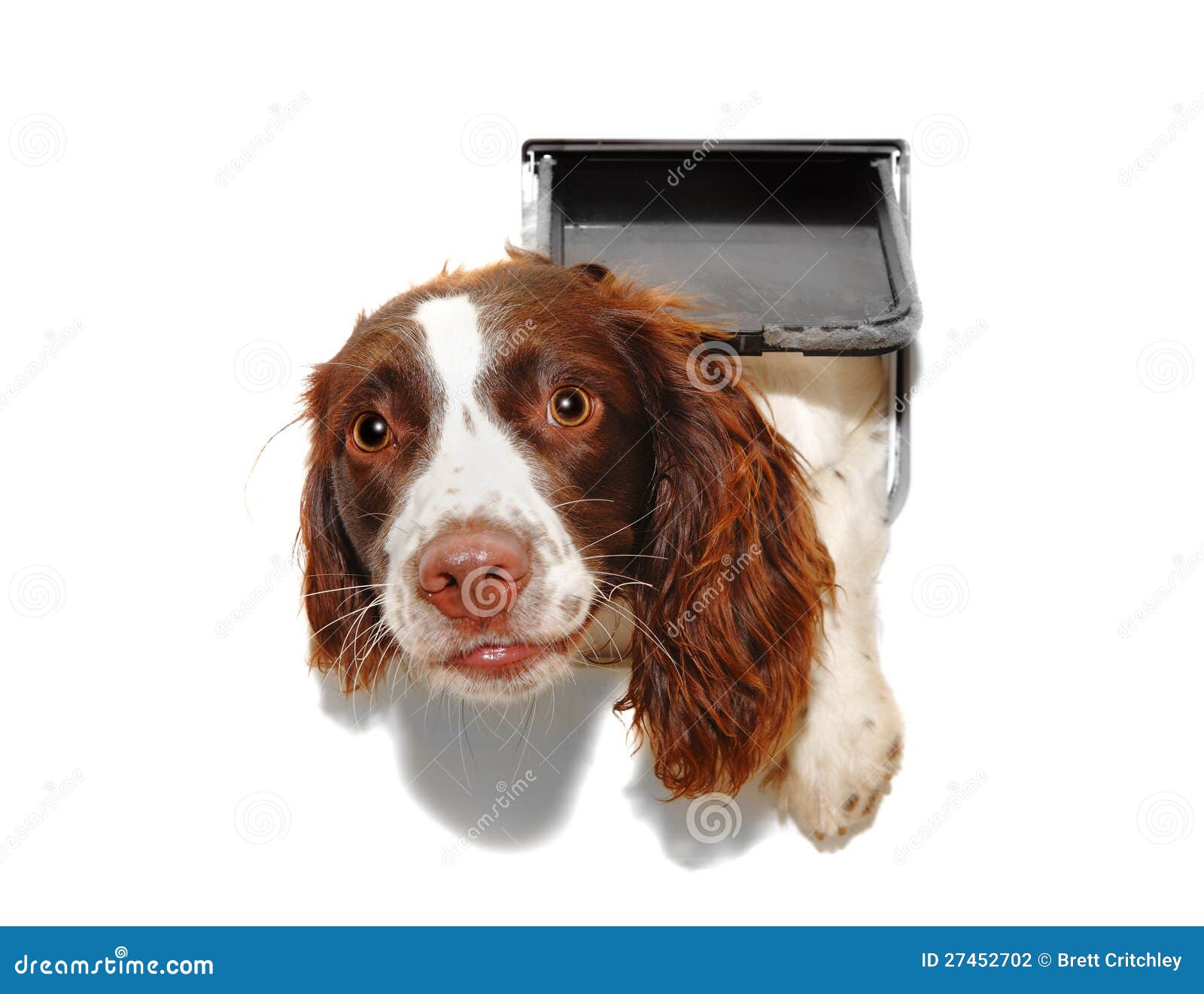 Dog Coming through Cat Flap Stock Photo Image of breaking, cute 27452702