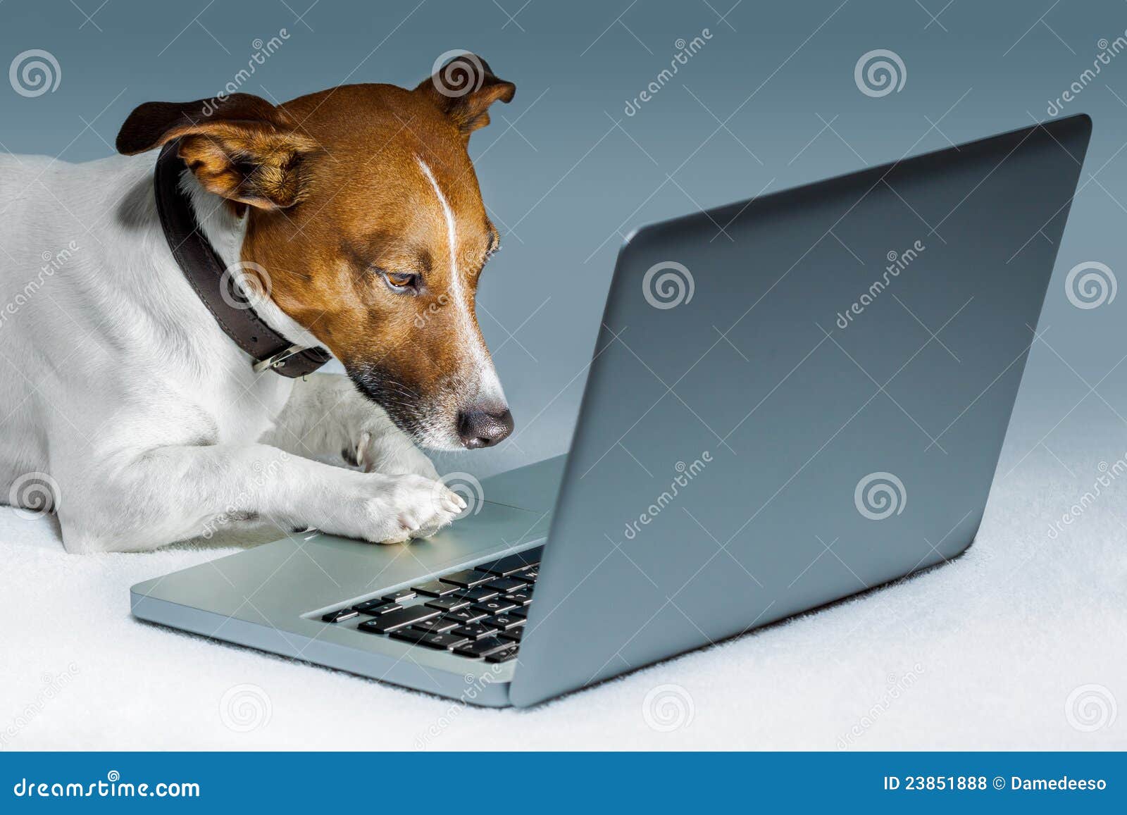 dog computer