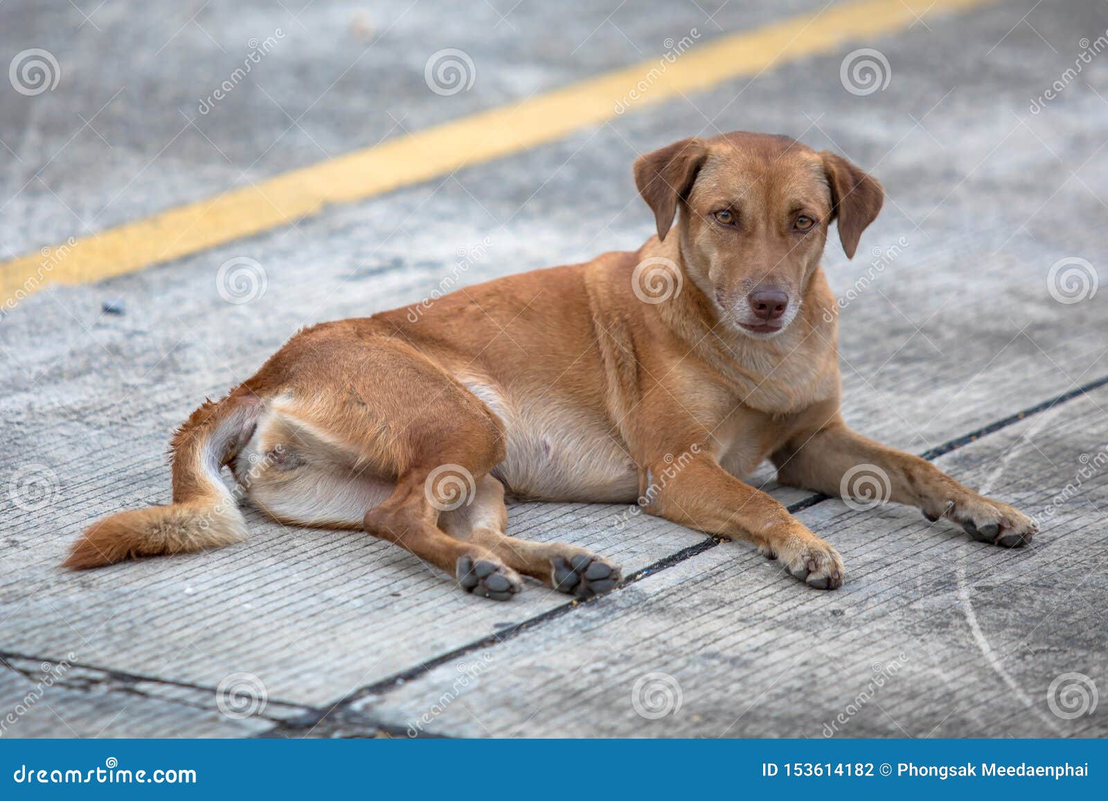 Dog on the Concrete Road or Street. Stock Photo Image of puppy, brown