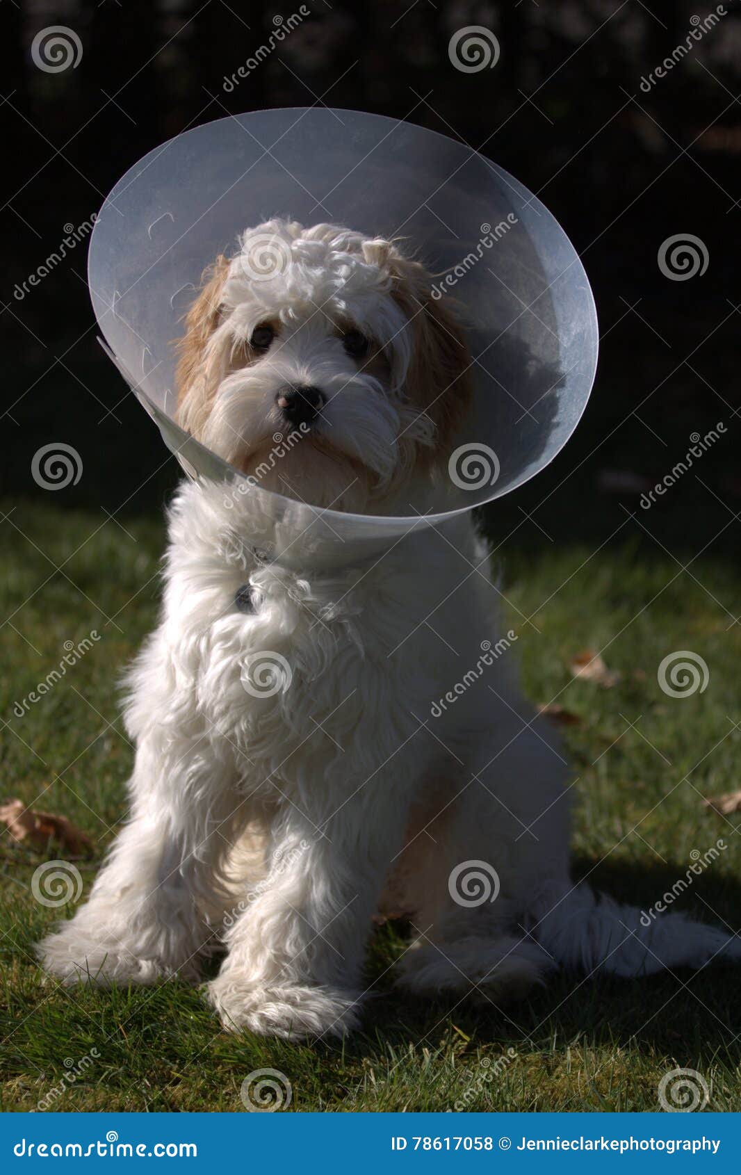 Dog in cone stock photo. Image of bichon, wchen, cone 78617058