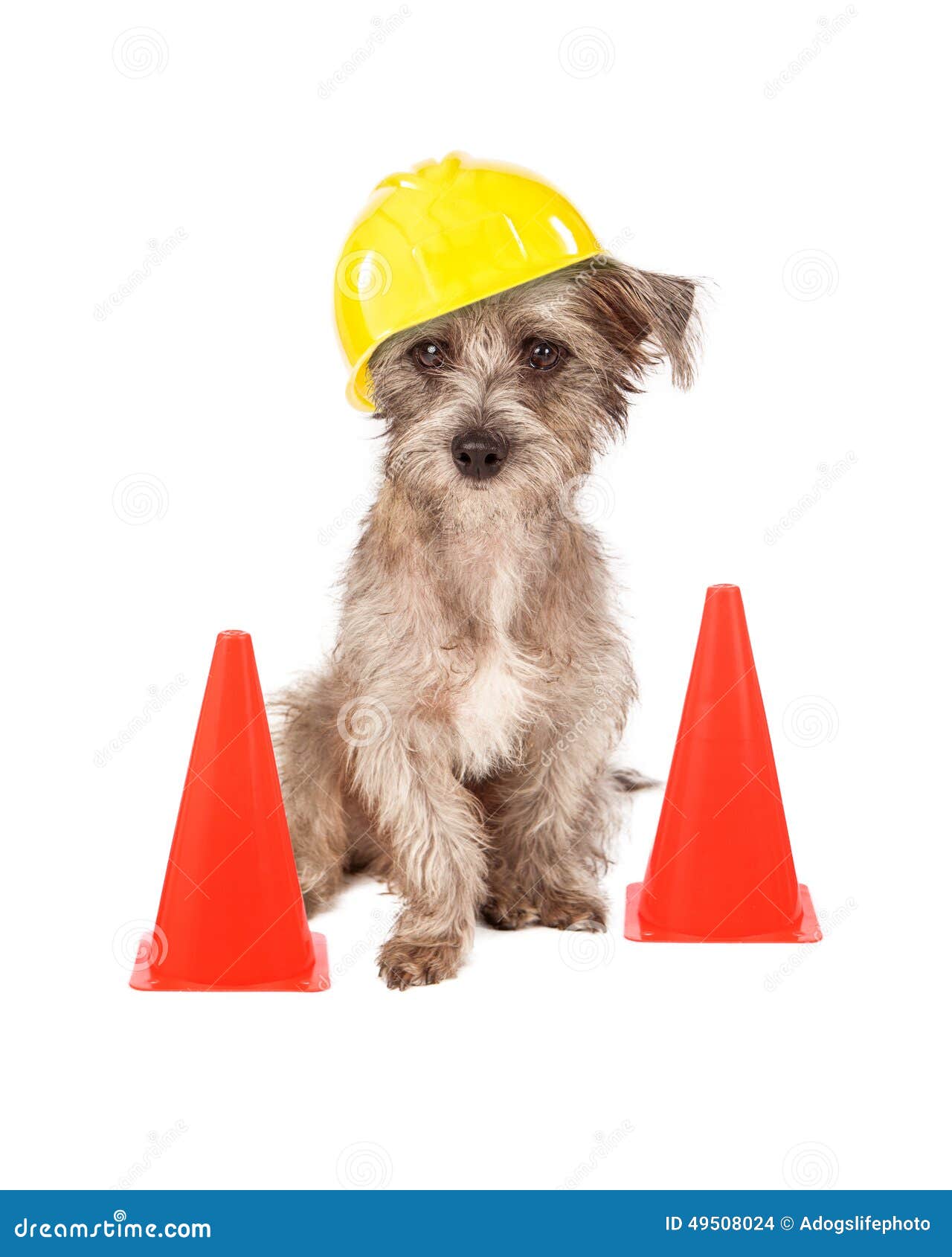 209 Dog Hard Hat Photos - Free 